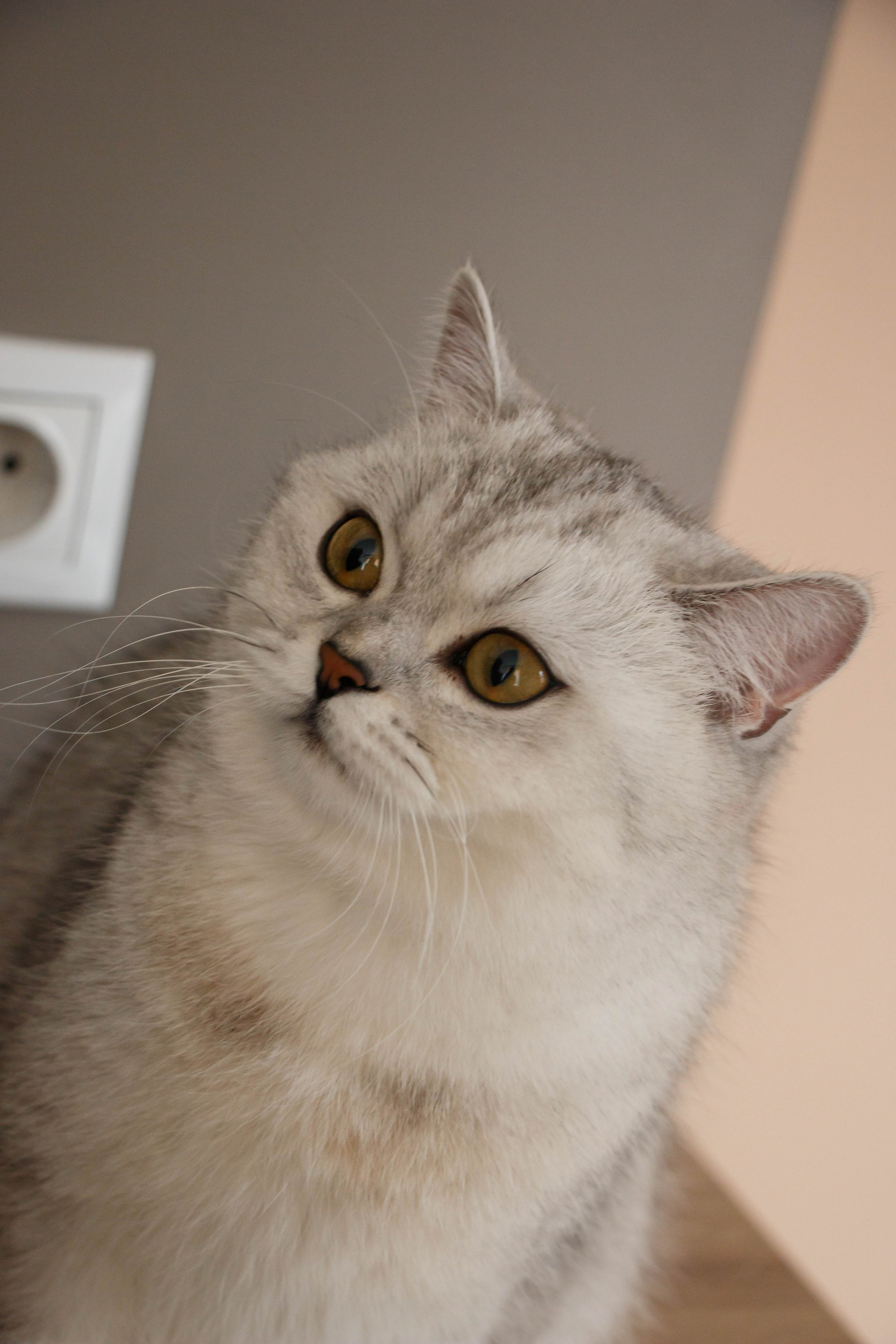 NASTYA & KITTI. Бережно сохраняю ваши чувства и истории на своих фотографиях