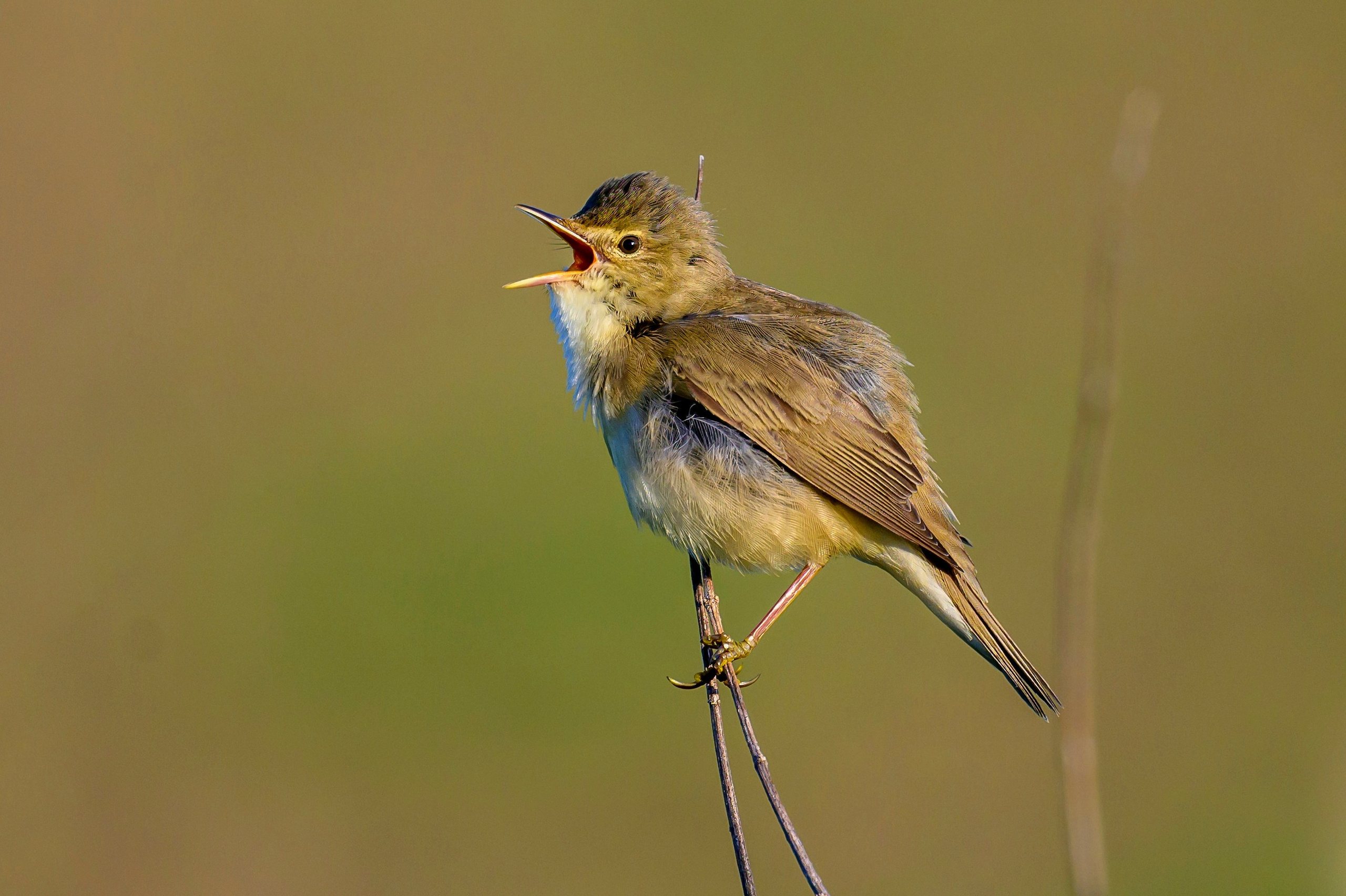 Неуловимый Джо. Коростель. Wildlife photography by Sergey Puponin