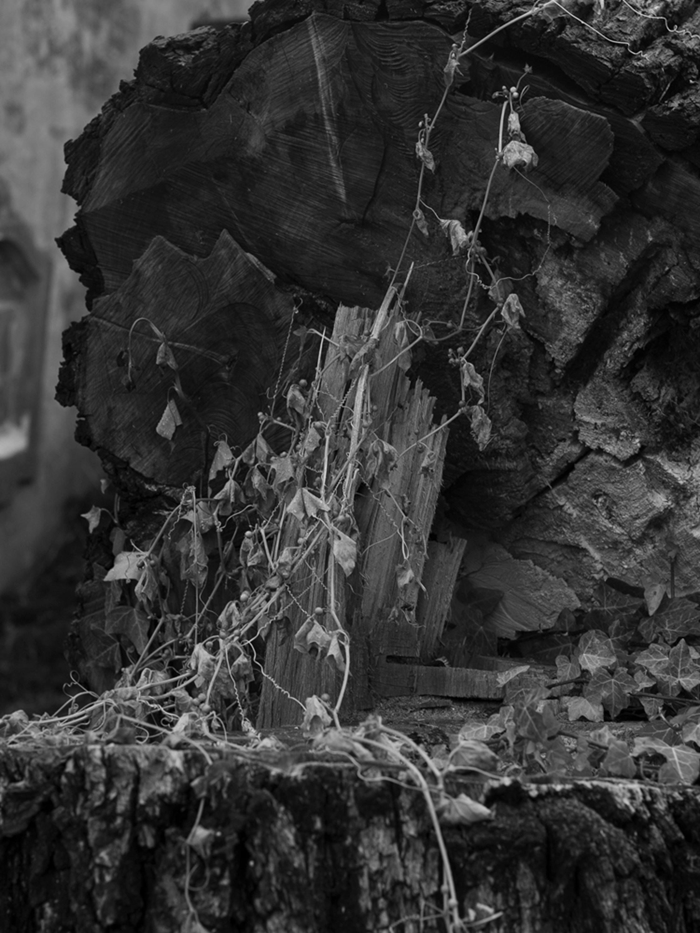 The veil. Ula Aldokhina