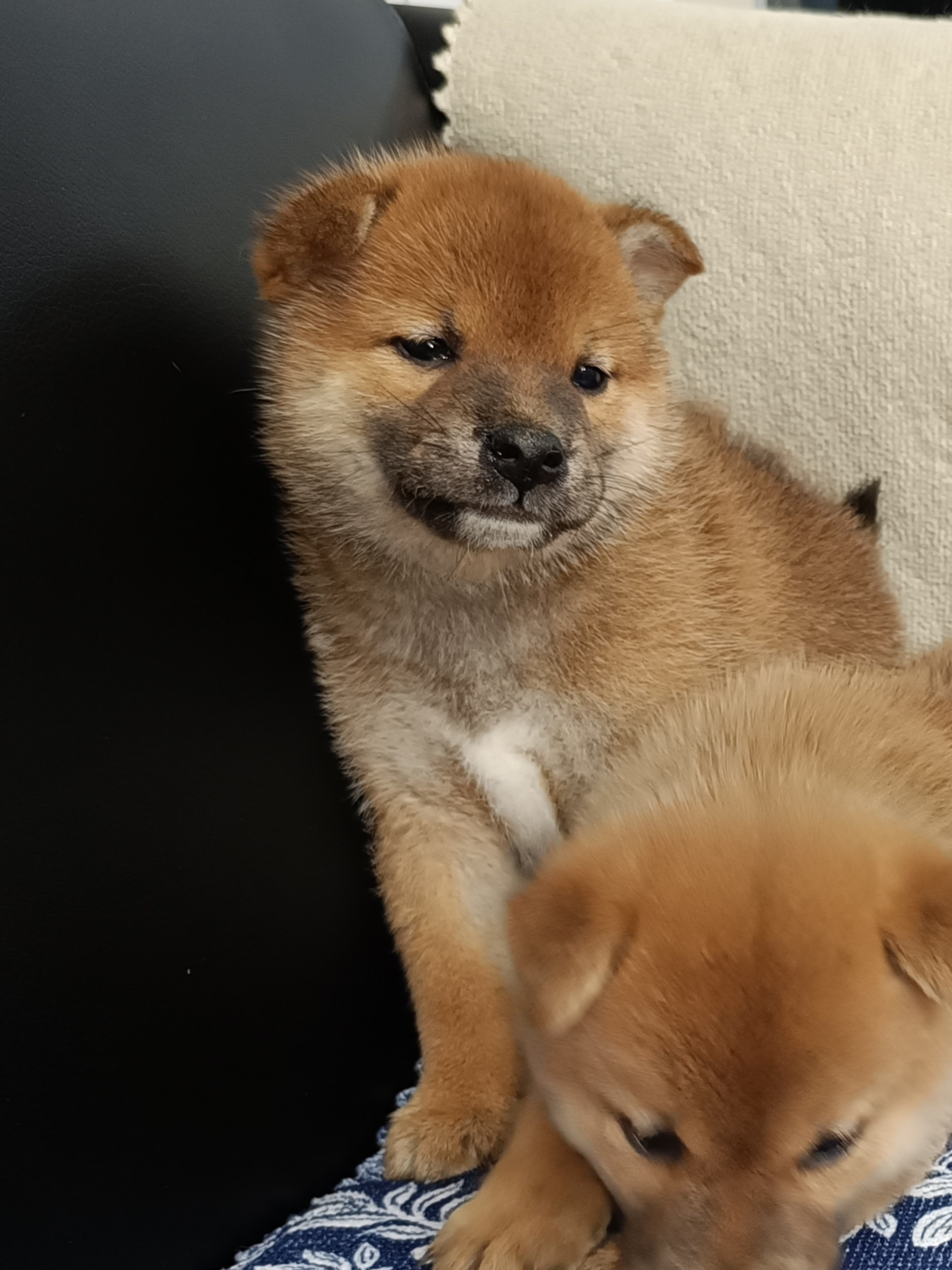 сиба питомник Рубилайт щенки на продажу rubylight  сиба щенки купить СПб Санкт-Петербург 