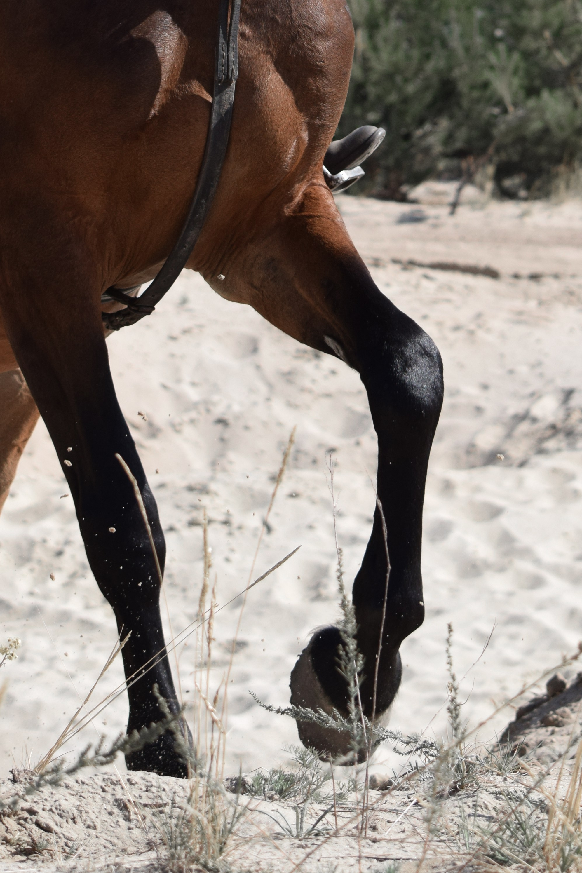 Лошади. Конный фотограф в Саратове Юлия Иванова