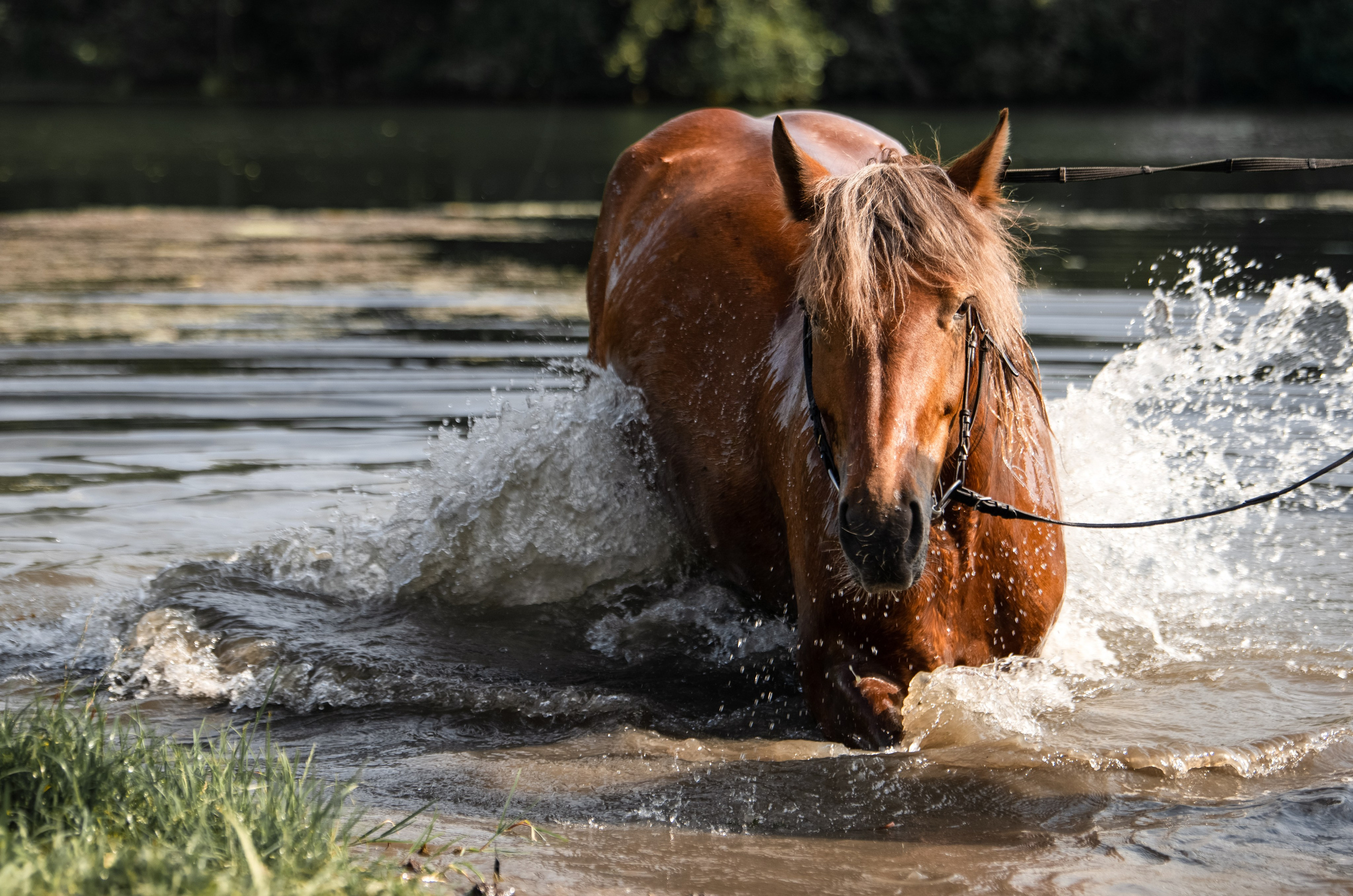 Вероника и Марта. Конный фотограф в Саратове Юлия Иванова