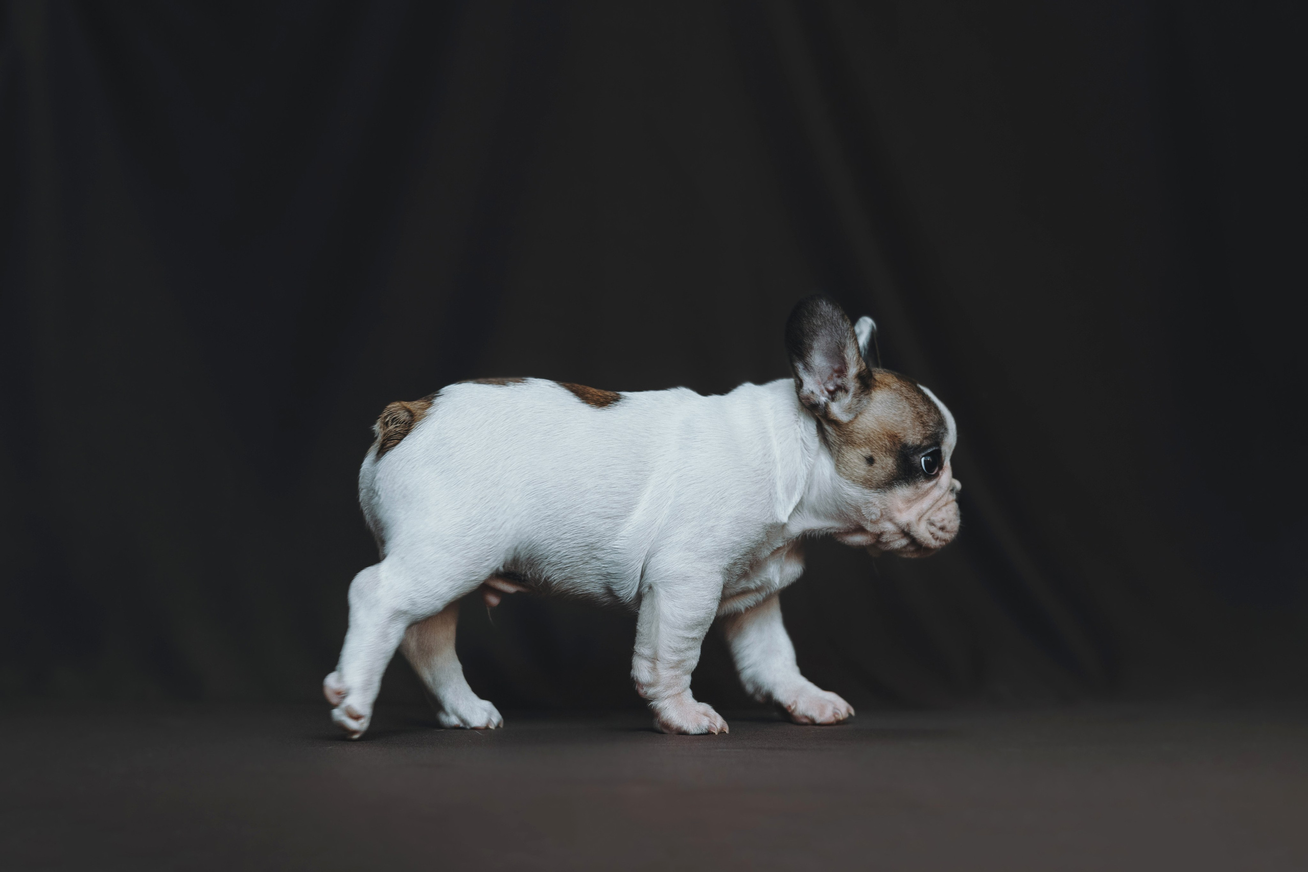 Щеночки. Фотограф — анималист Владивосток, Алина