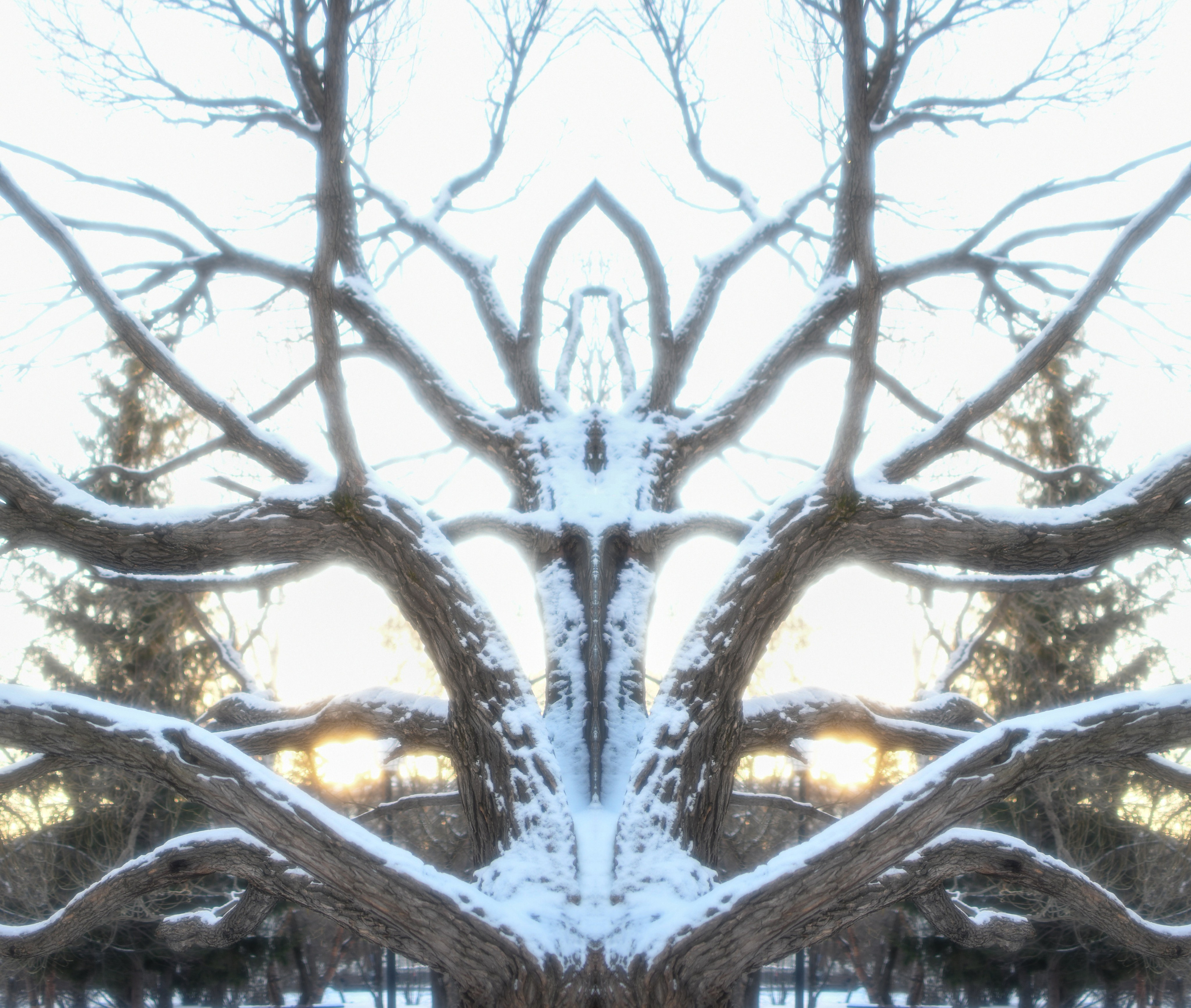 Urban flowers. Арт — фотограф Евгений Наймушин Новокузнецк