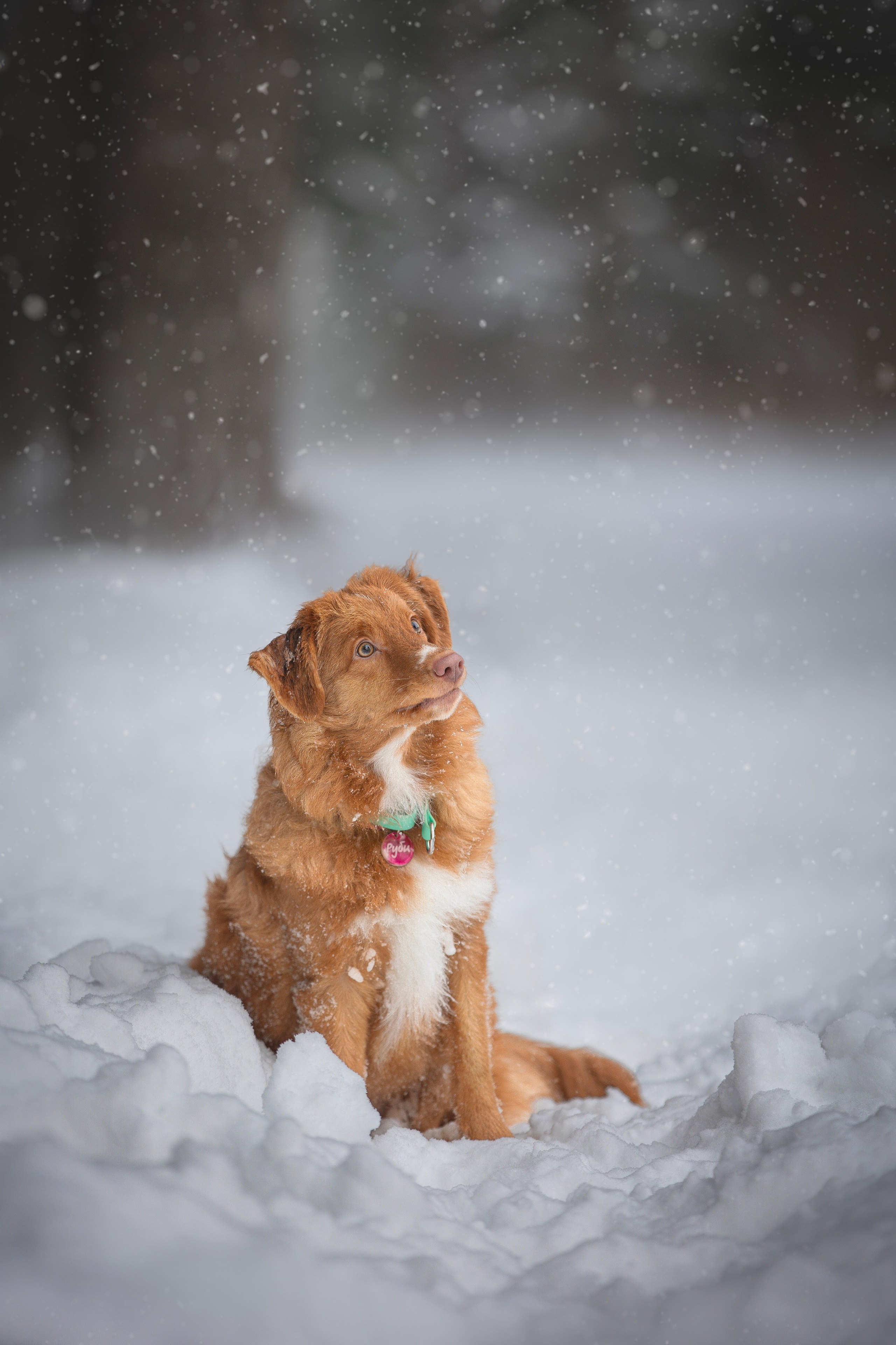 Руби, Николь, Кирилл и Мила. Фотограф анималист в Москве Майорова Евгения