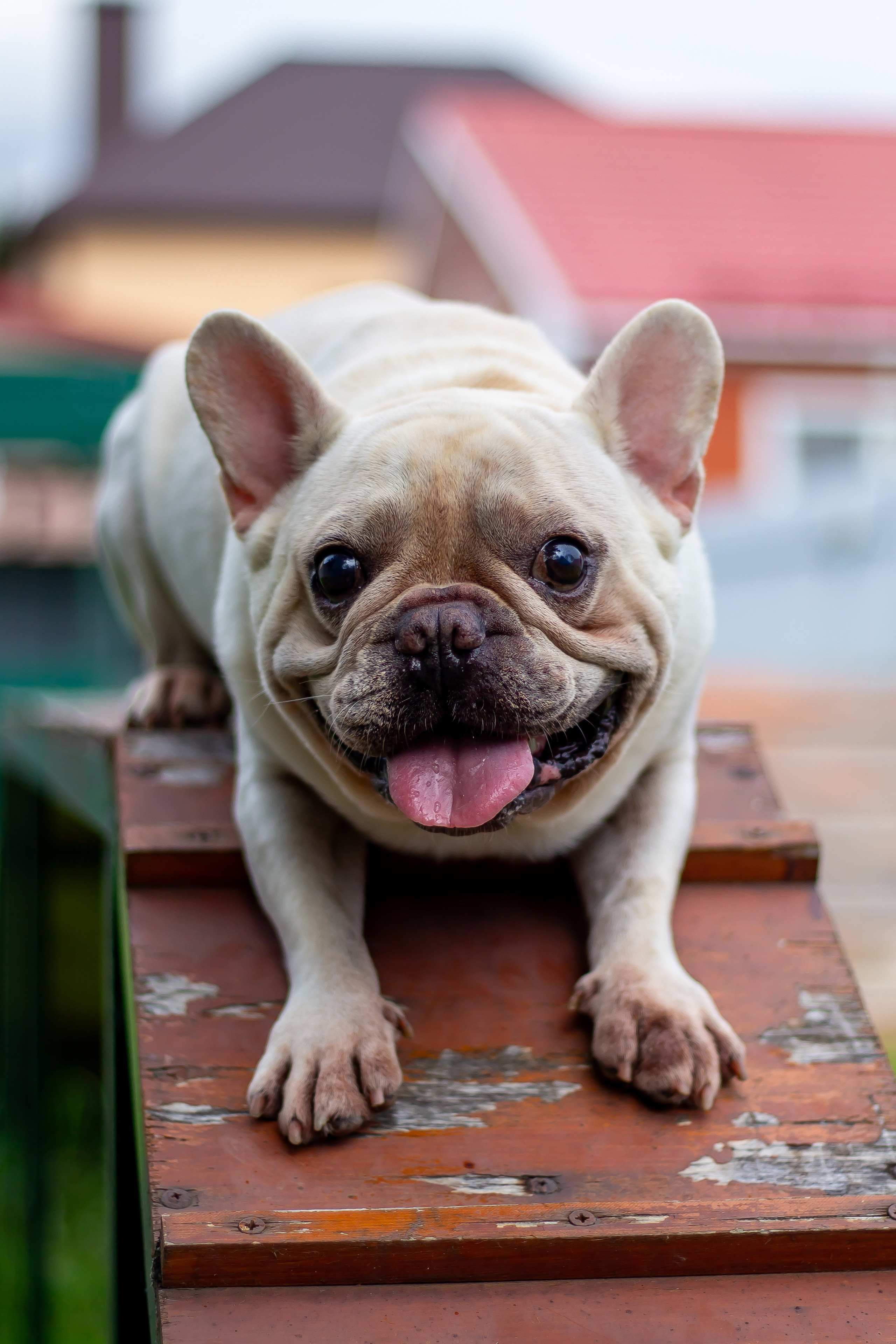 Собачья жизнь — Зоогостиница «Счастливые мечтатели». Фотограф • Орехово-Зуево • Балашиха • TEFO