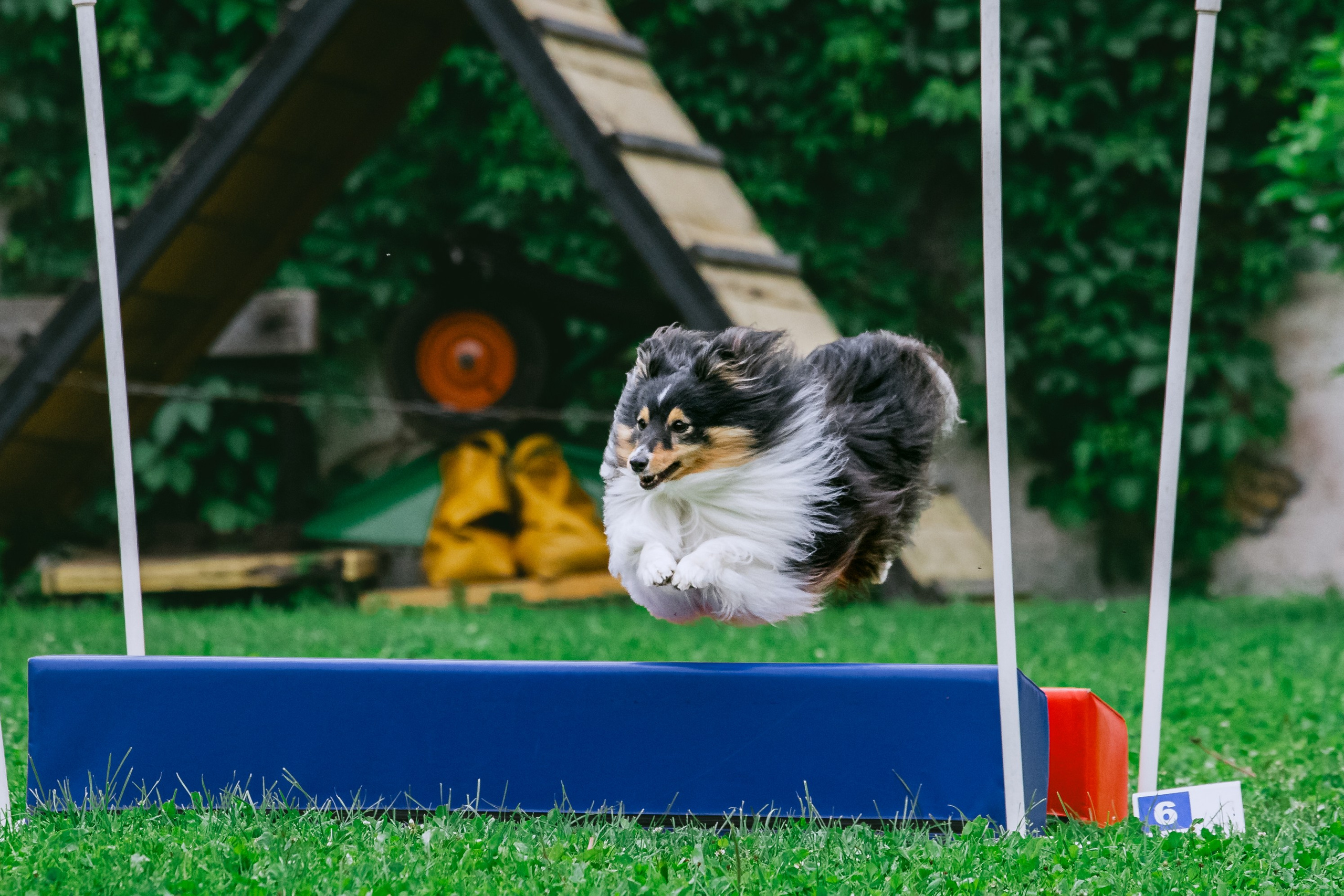 Соревнования по аджилити Долгопрудный 30.06.2025. Фотограф-анималист Татьяна Степанова