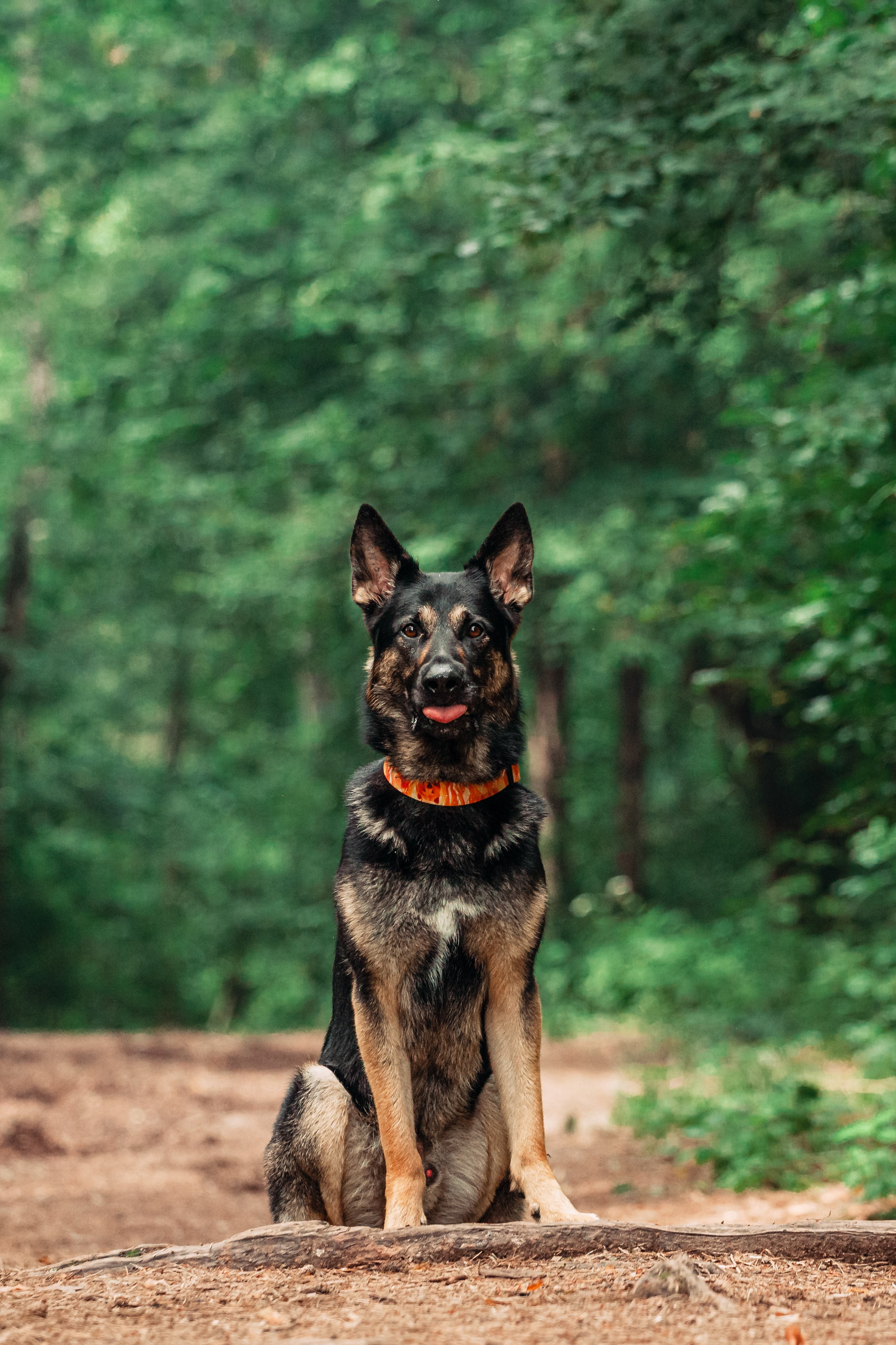 Лесная летняя фотопрогулка. Фотограф-анималист Татьяна Степанова