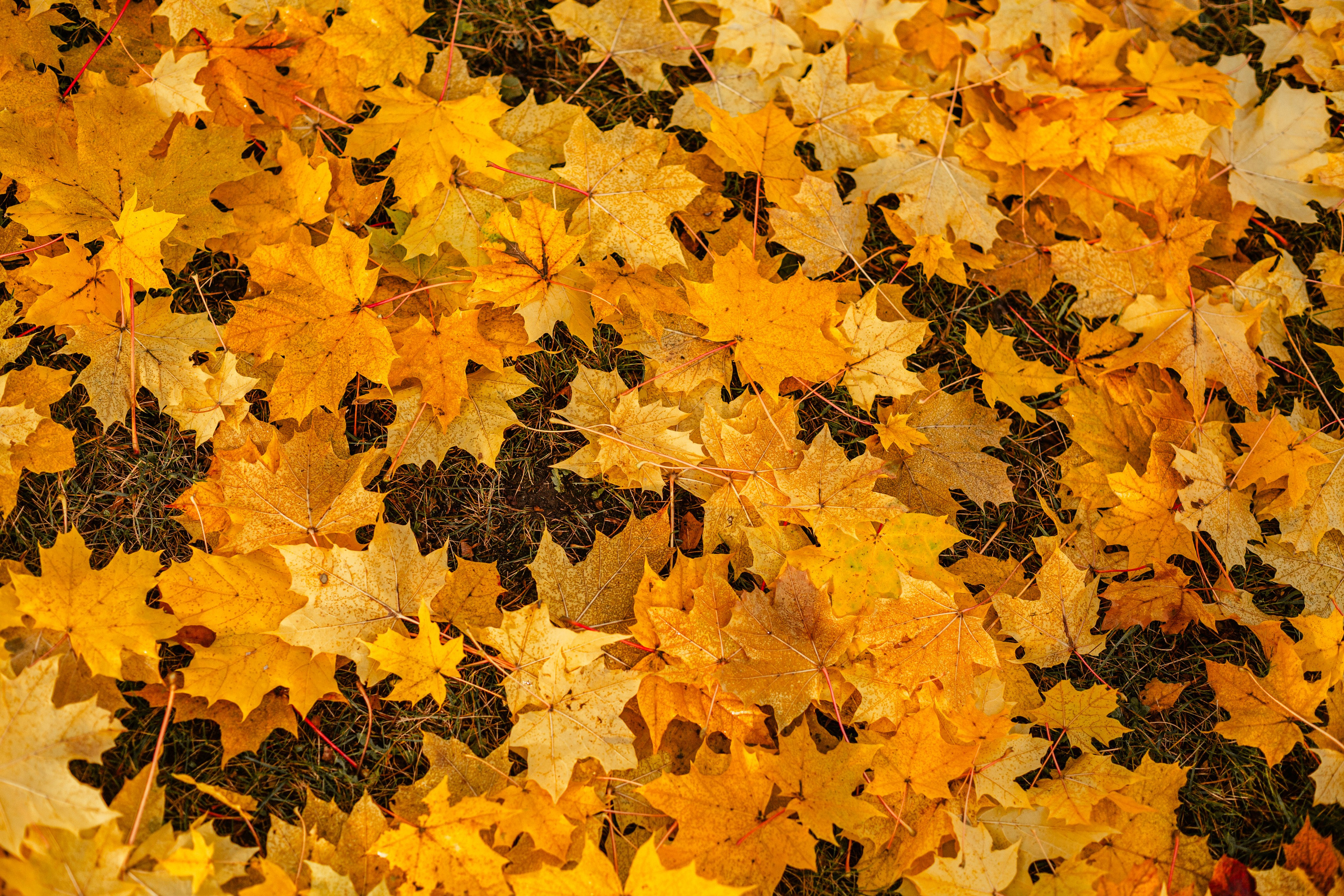 Оля, Харви, Луис. Фотограф-анималист Татьяна Степанова