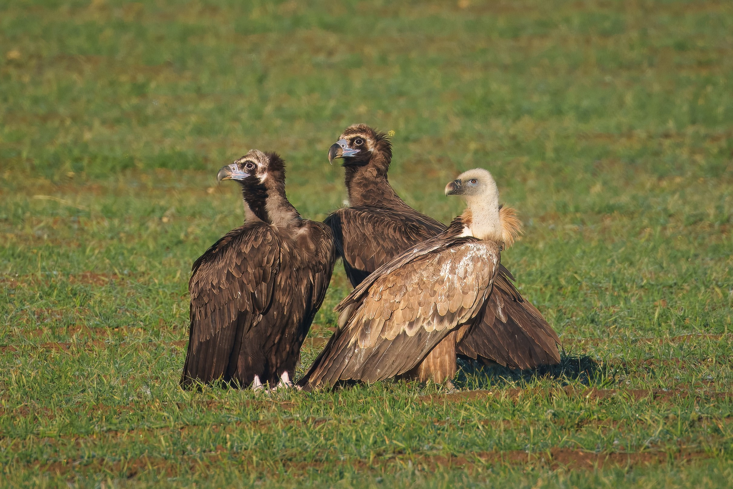Два черных грифа и белоголовый сип