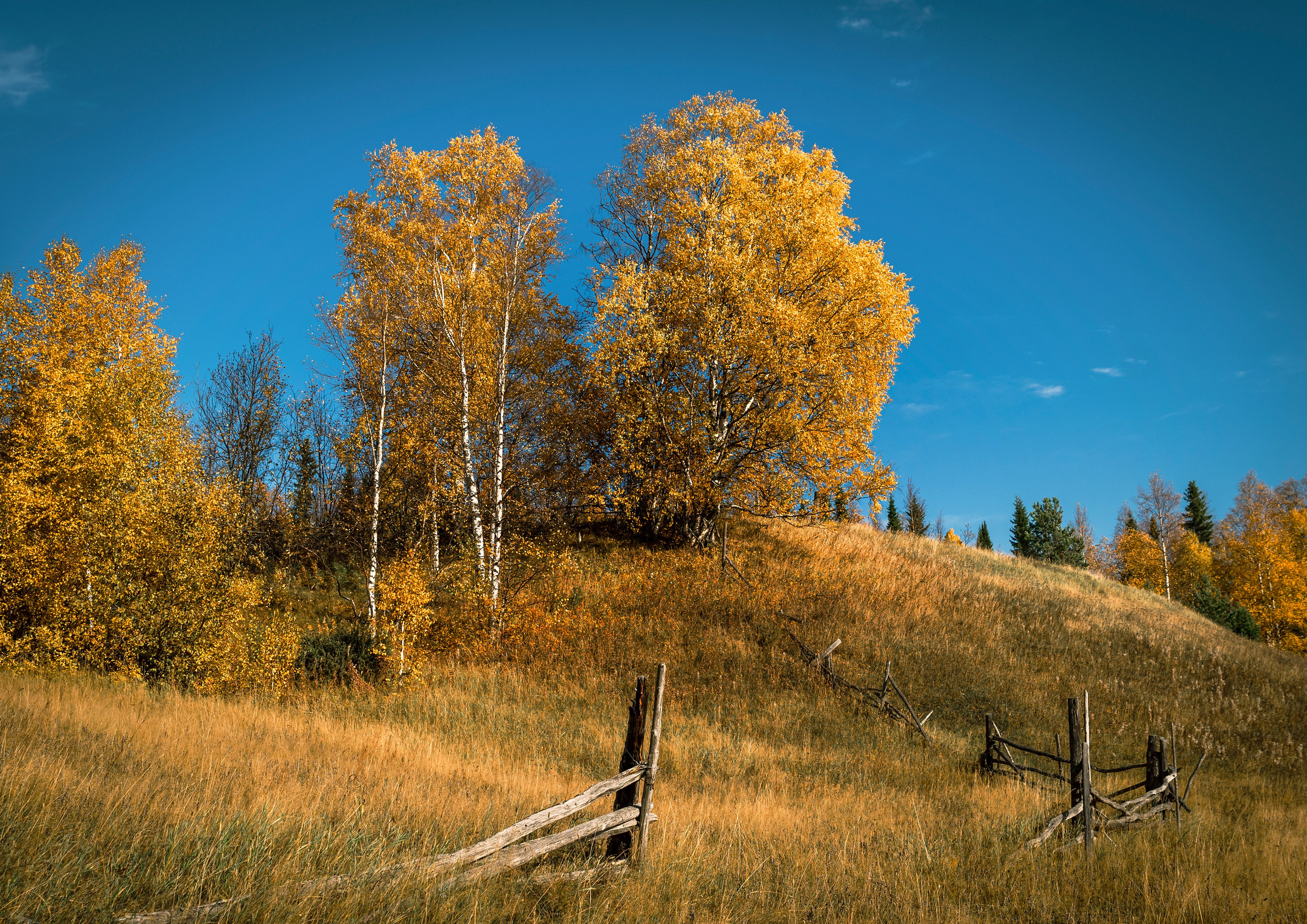 Осень. Фотограф в с. Ижма Республика Коми Терентьев Сергей
