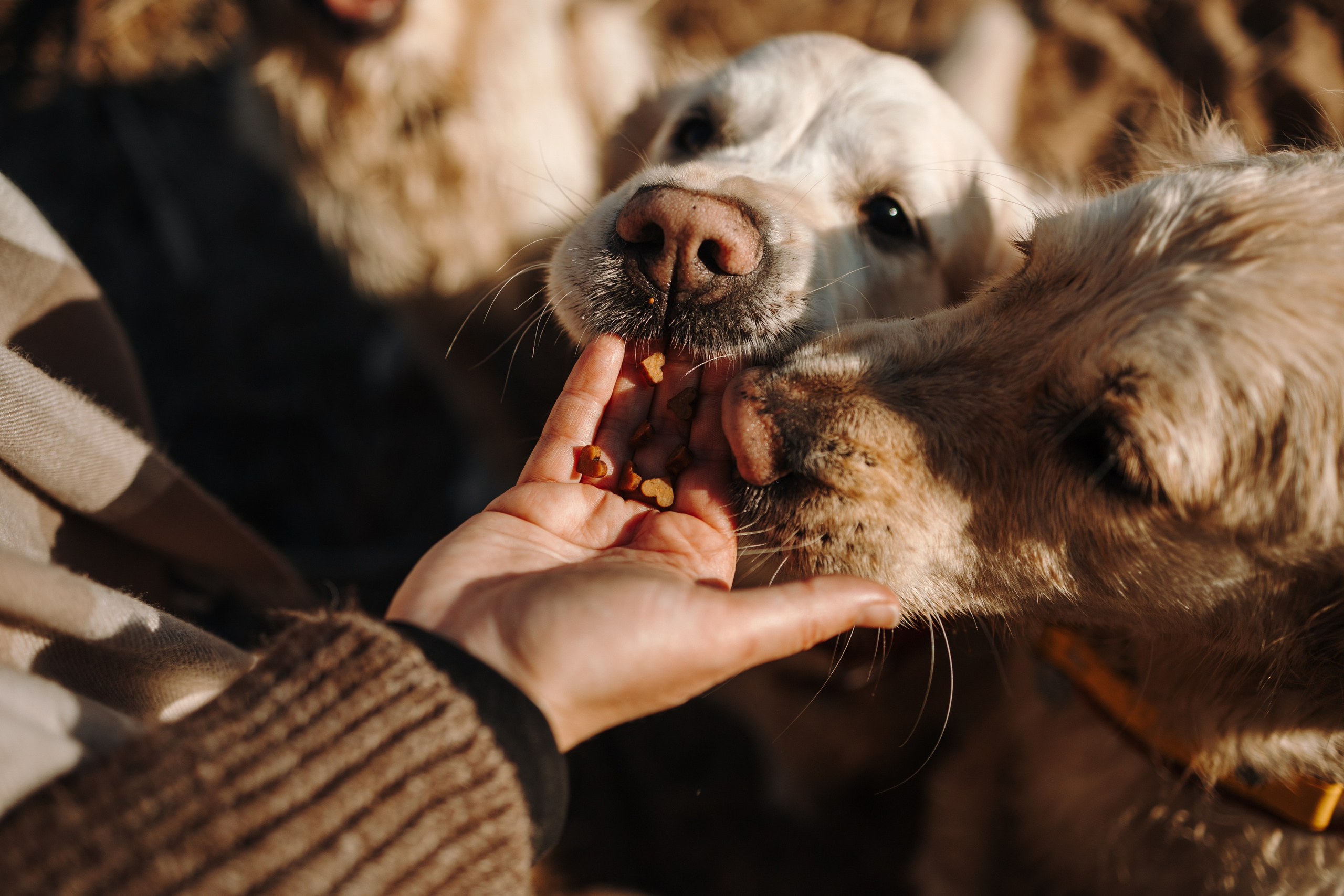 Катя и ее девочки. Фотограф — Анималист | Санкт-Петербург