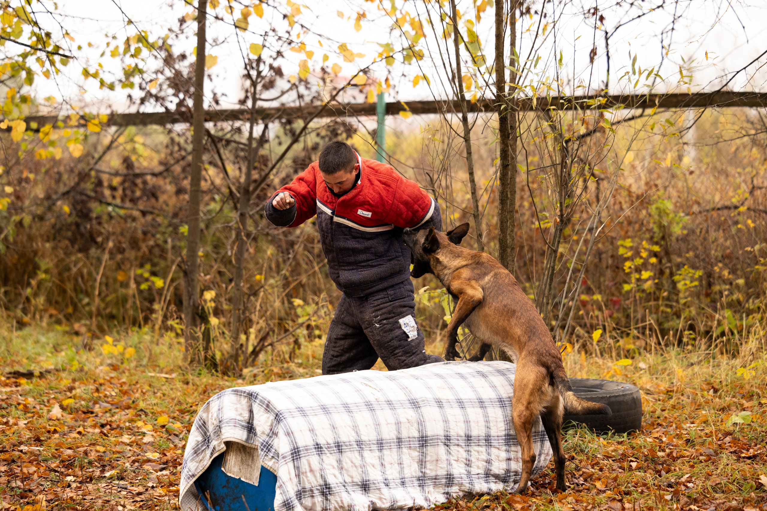 Соревнования по Мондьорингу г. Вологда. Фотограф-анималист Анна Маринич