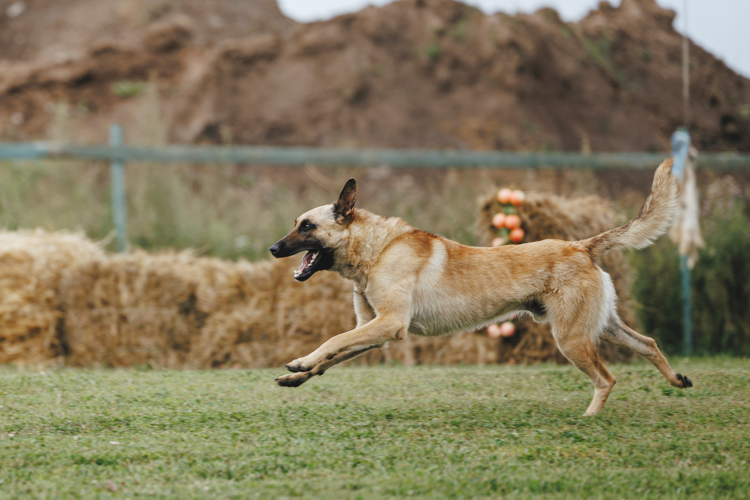 08.08.25-10.08.25 ЧР по мондьорингу г. Вологда. Фотограф-анималист Анна Маринич