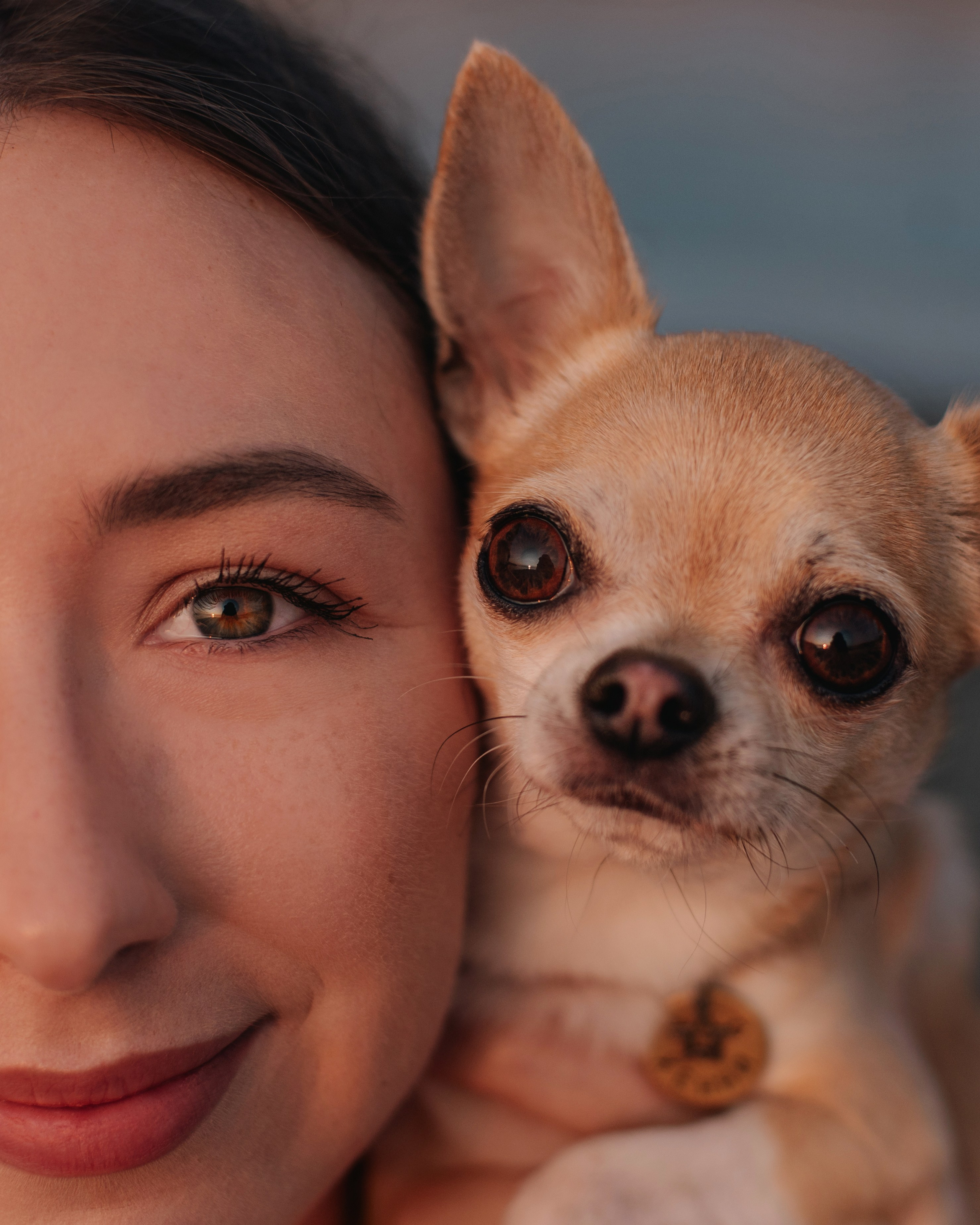 Прогулка: чихуахуа Хенни и Алина во Владивостоке. Портфолио