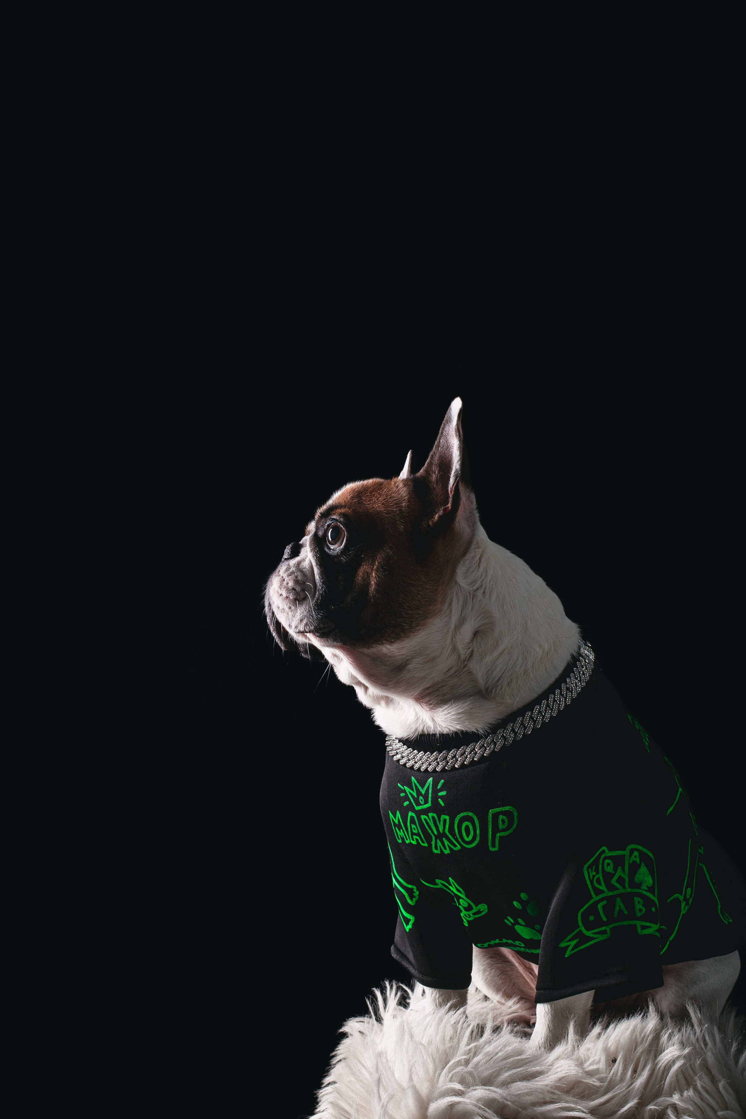 Студийная фотосессия с цветным светом. Фотограф-анималист Татьяна Степанова