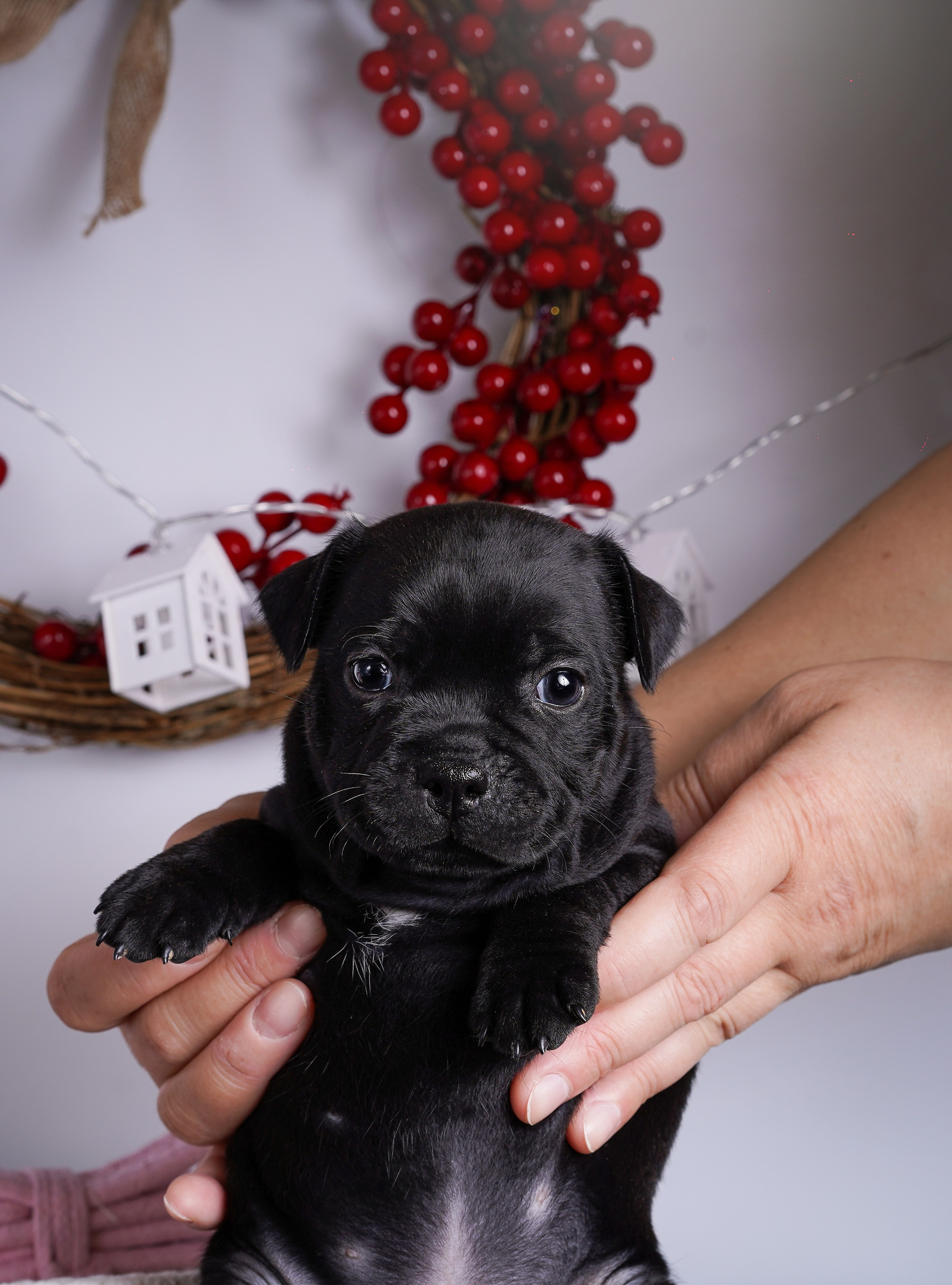 Щенки стаффи. Фотограф-анималист в Санкт-Петербурге Яна Мартынова