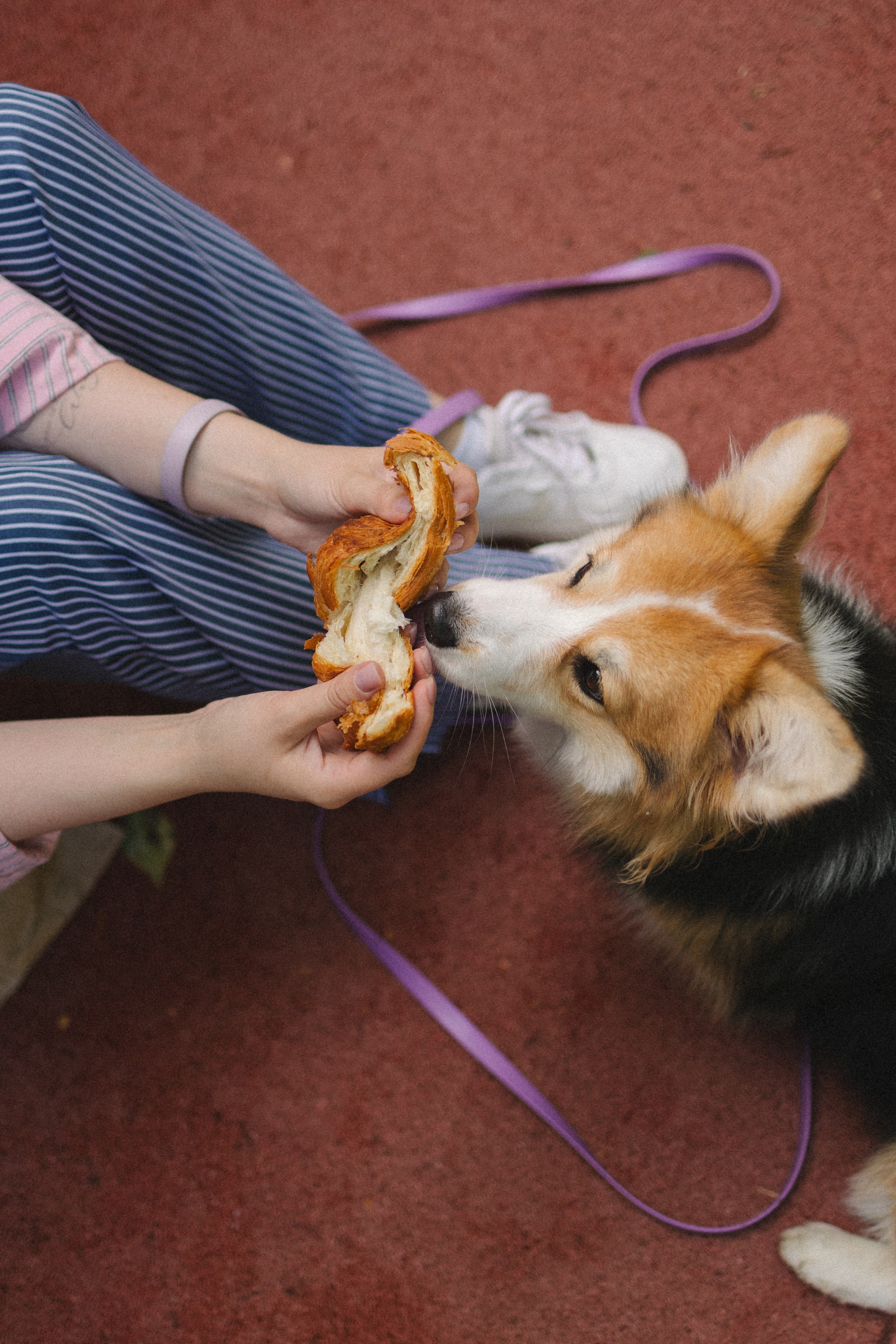 Мишель и Влада. Фотораф — анималист Мария Шистка