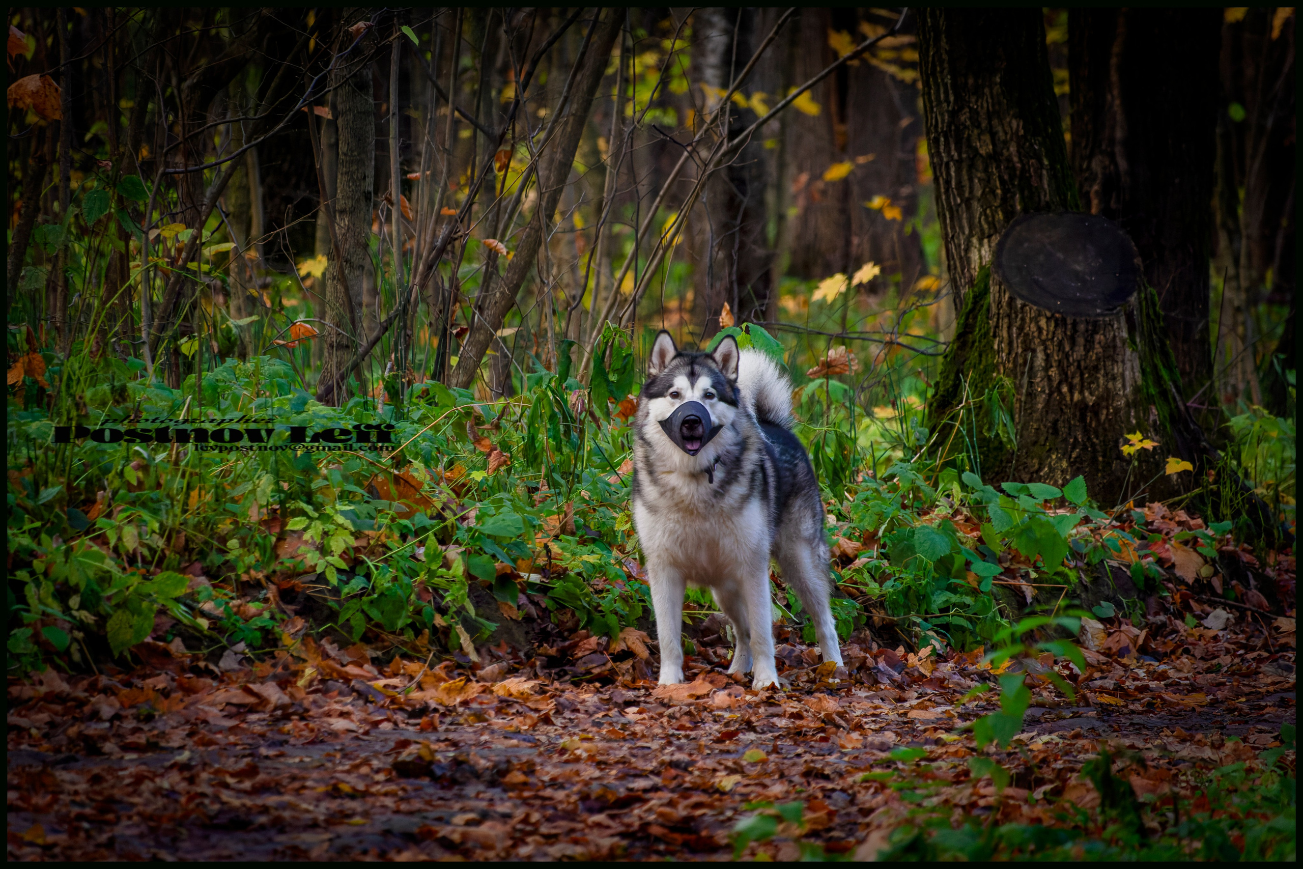 Мои маламуты.Тесей. Лев Постнов.Фотограф. Нижний Новгород