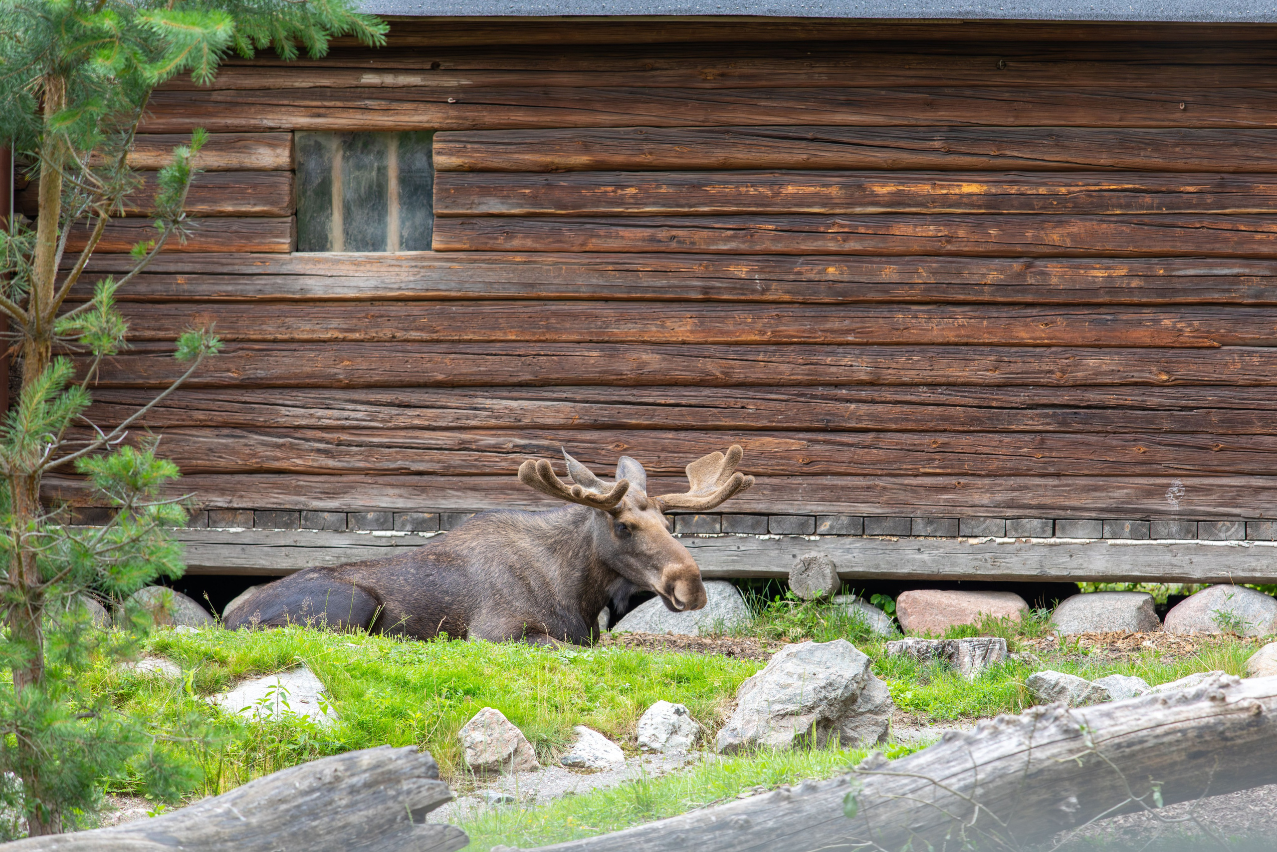 Sweden, Skansen. Воройская Анна