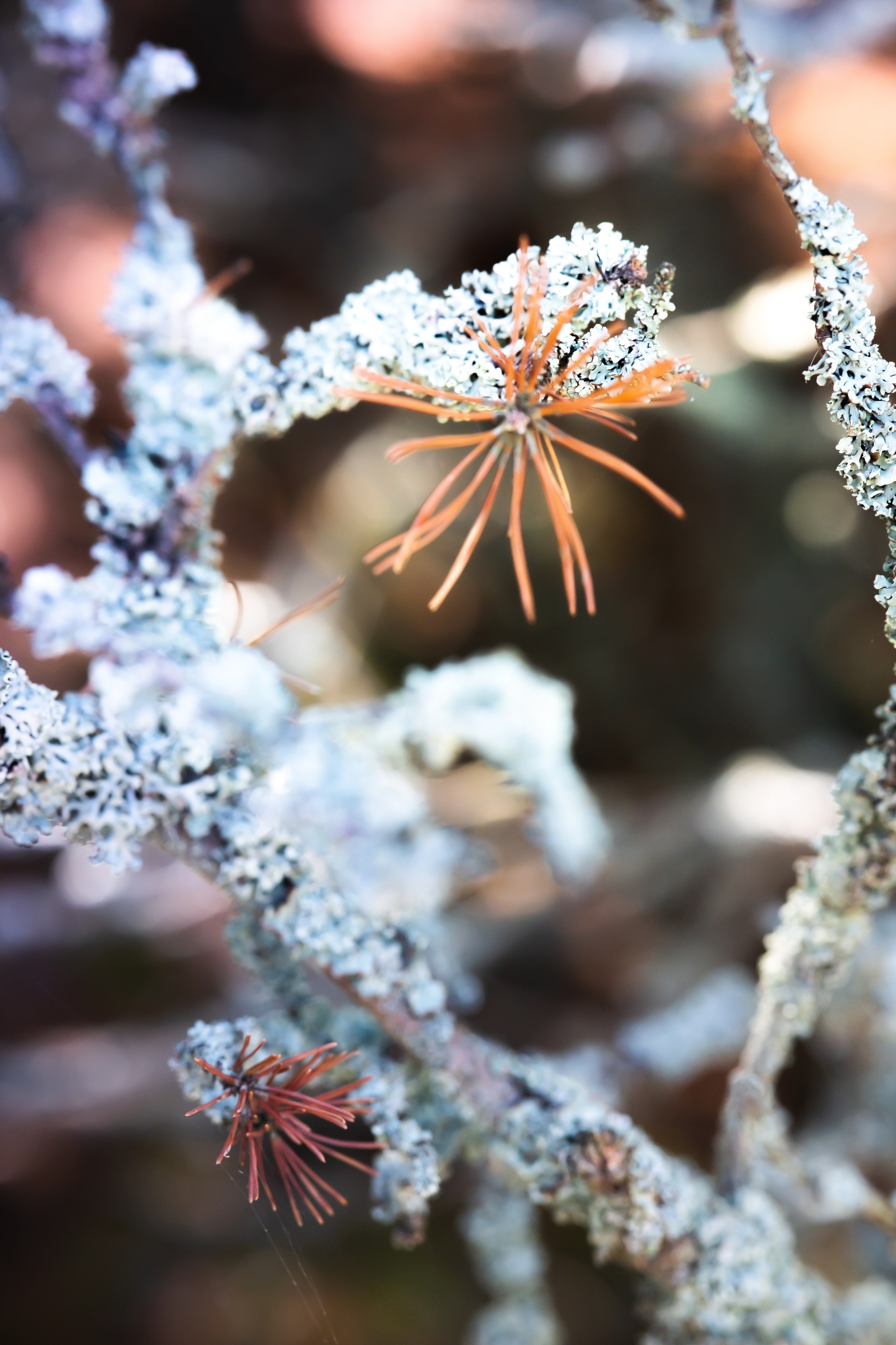 Чем дальше в лес. KRUTOVA_фотографирую жизнь