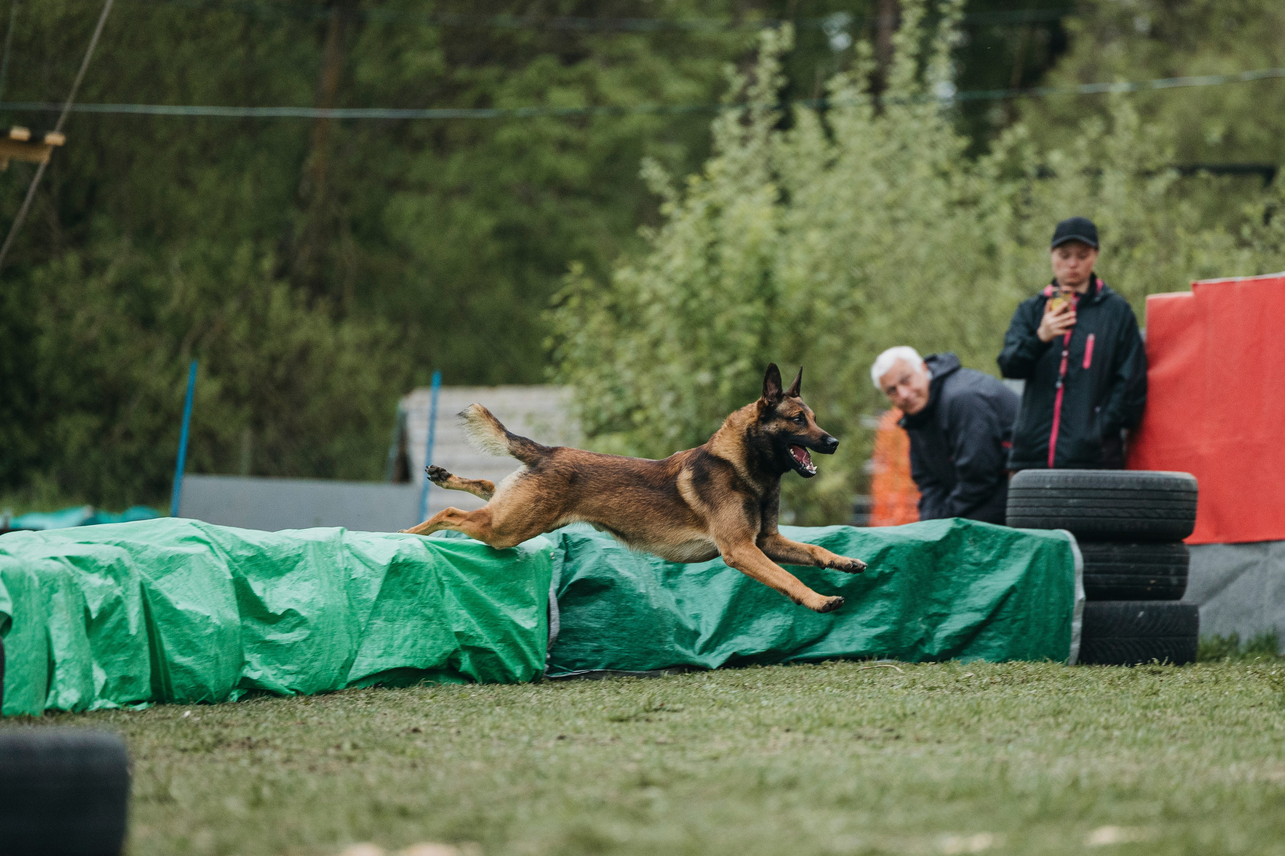 26.05.25 г. Пушкин квалификационные соревнования. Фотограф-анималист Анна Маринич