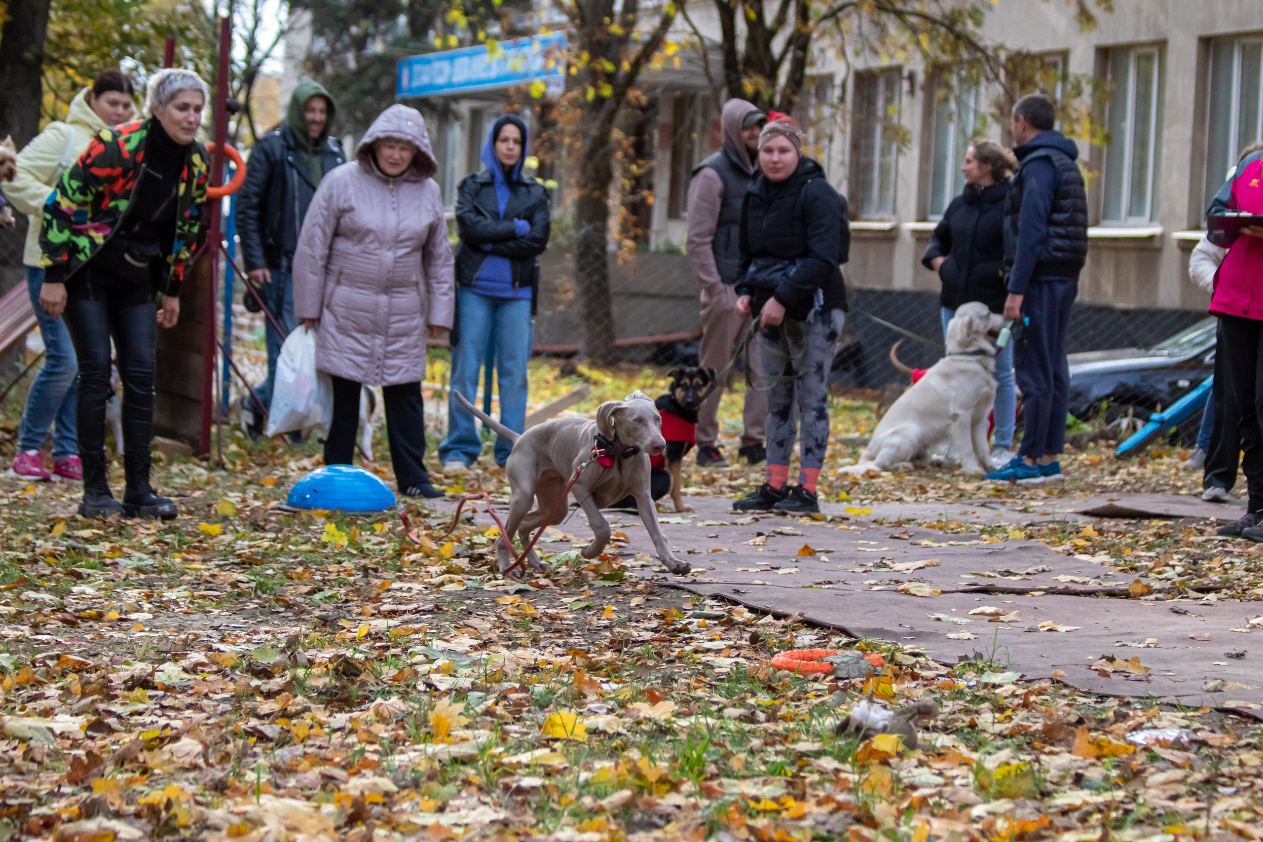 Костюмированный парад собак. Фотограф анималист — Тула, Москва