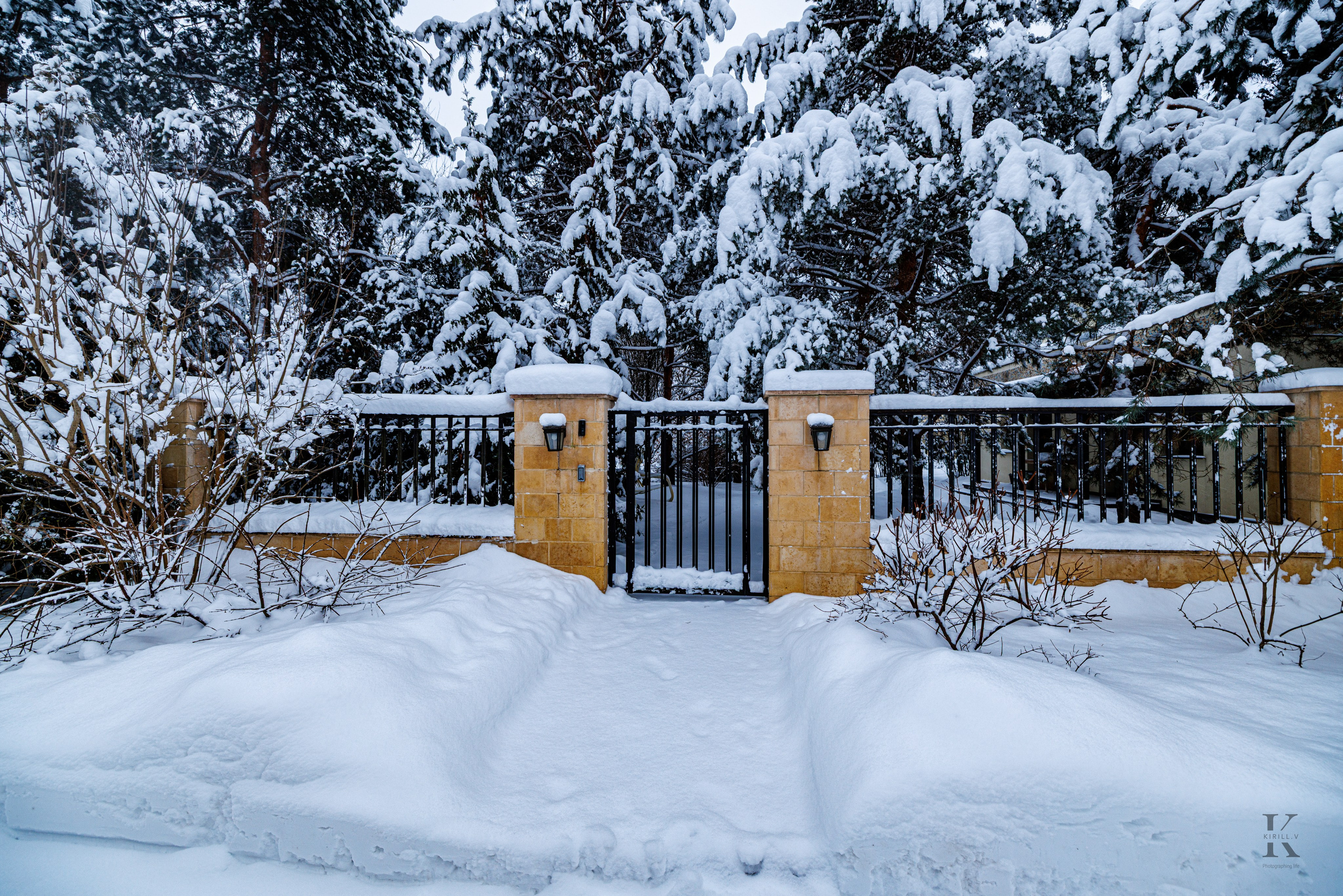 Природа 31 Декабря 2025 года. Клены. Фотографирую жизнь! Московский фотограф волонтер