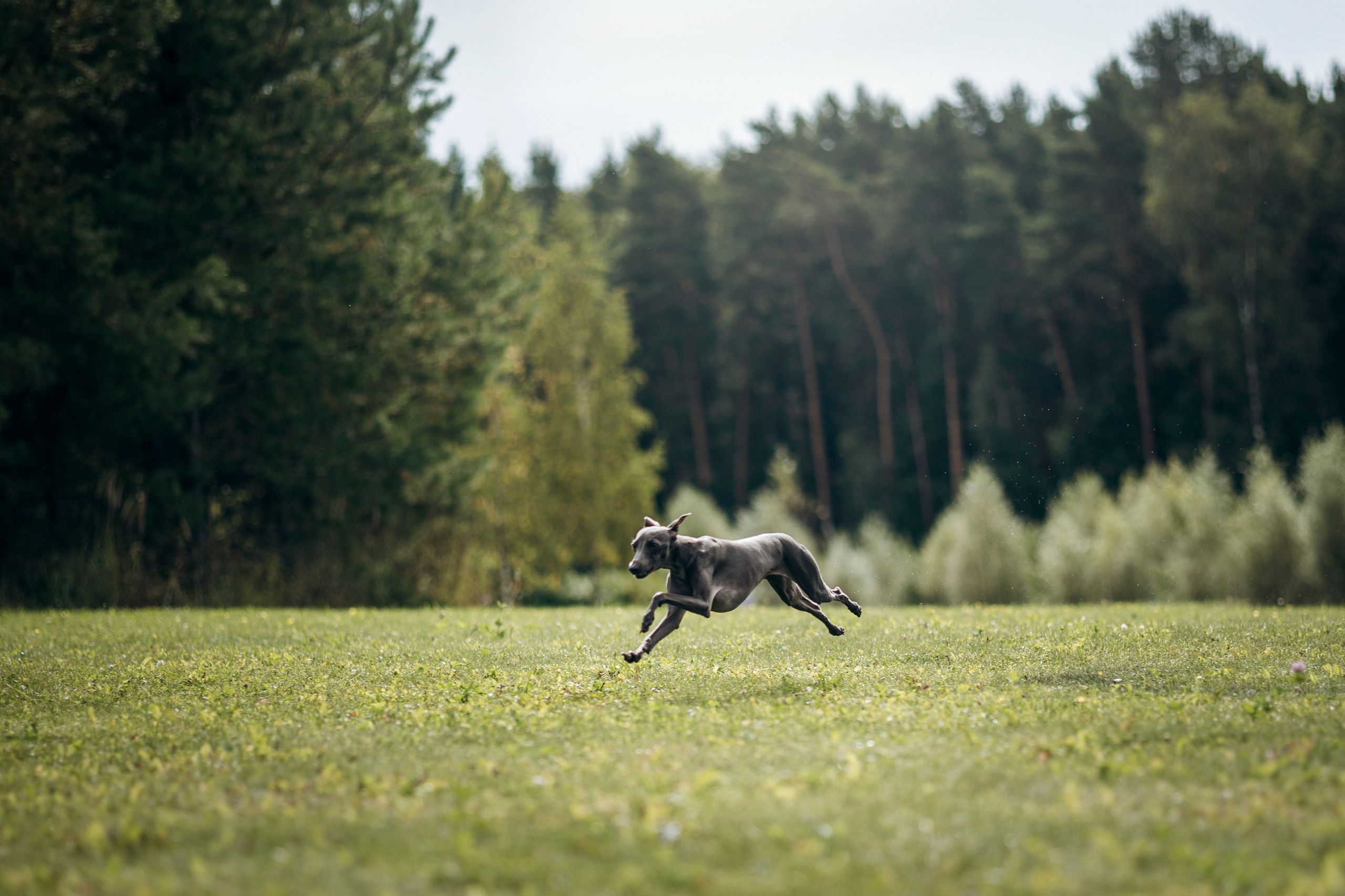 Лучик и ее семья. Фотограф — Анималист | Санкт-Петербург