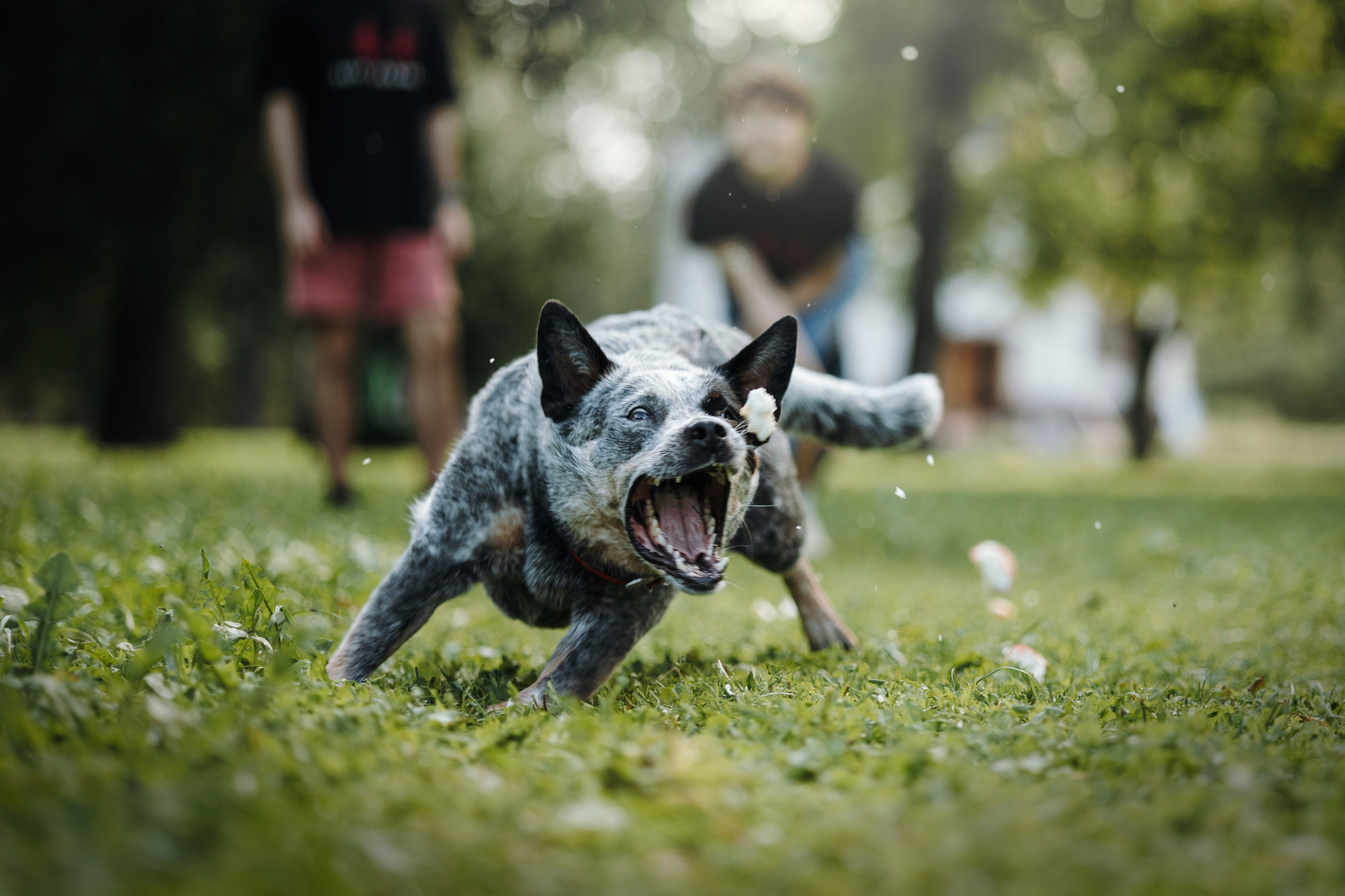 Кода и ее семья. Фотограф — Анималист | Санкт-Петербург