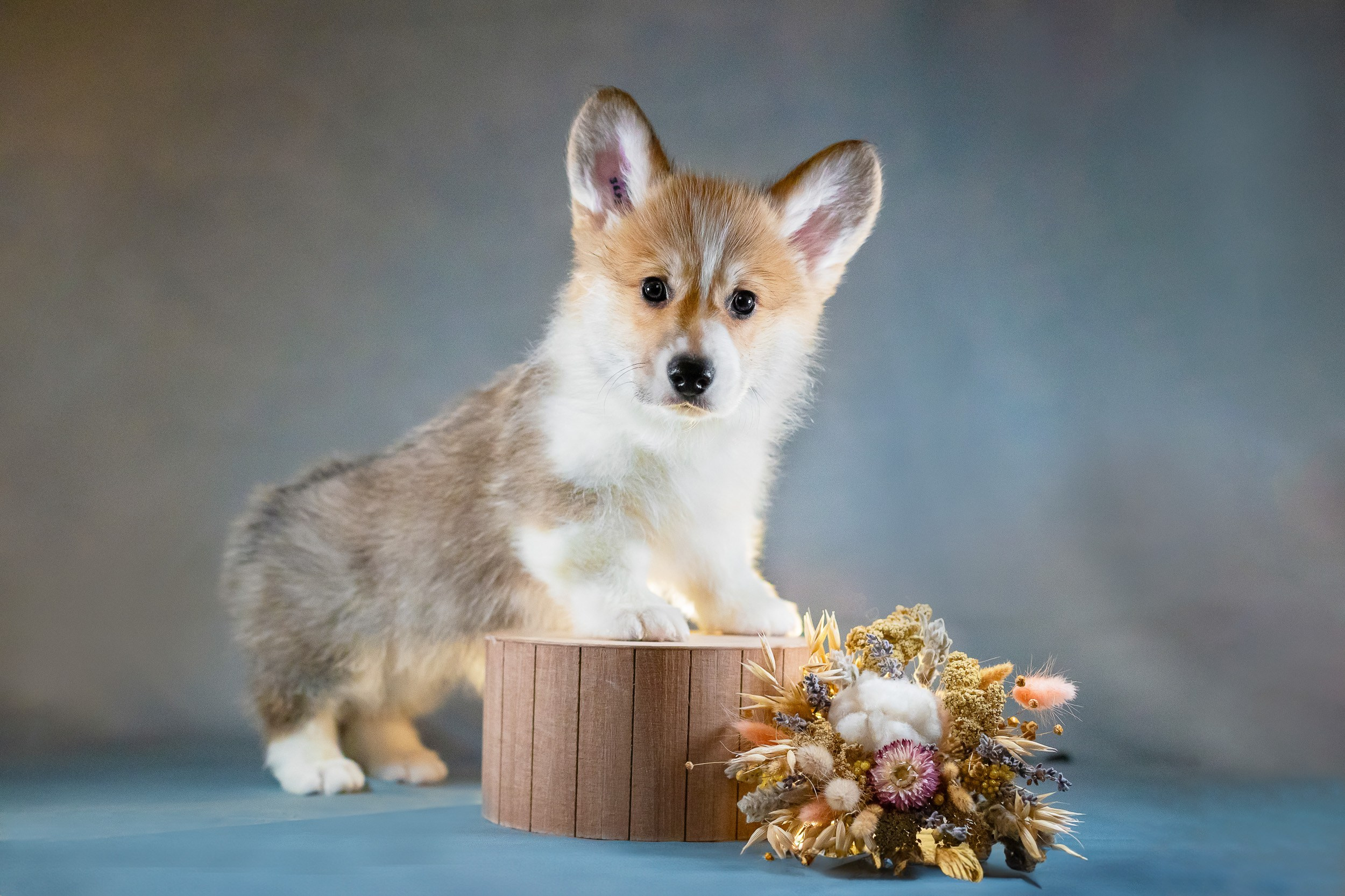 Вельш Корги Пемброк. Фотограф анималист, семейный фотограф, фотограф собак Комратова Мария. г. Москва
