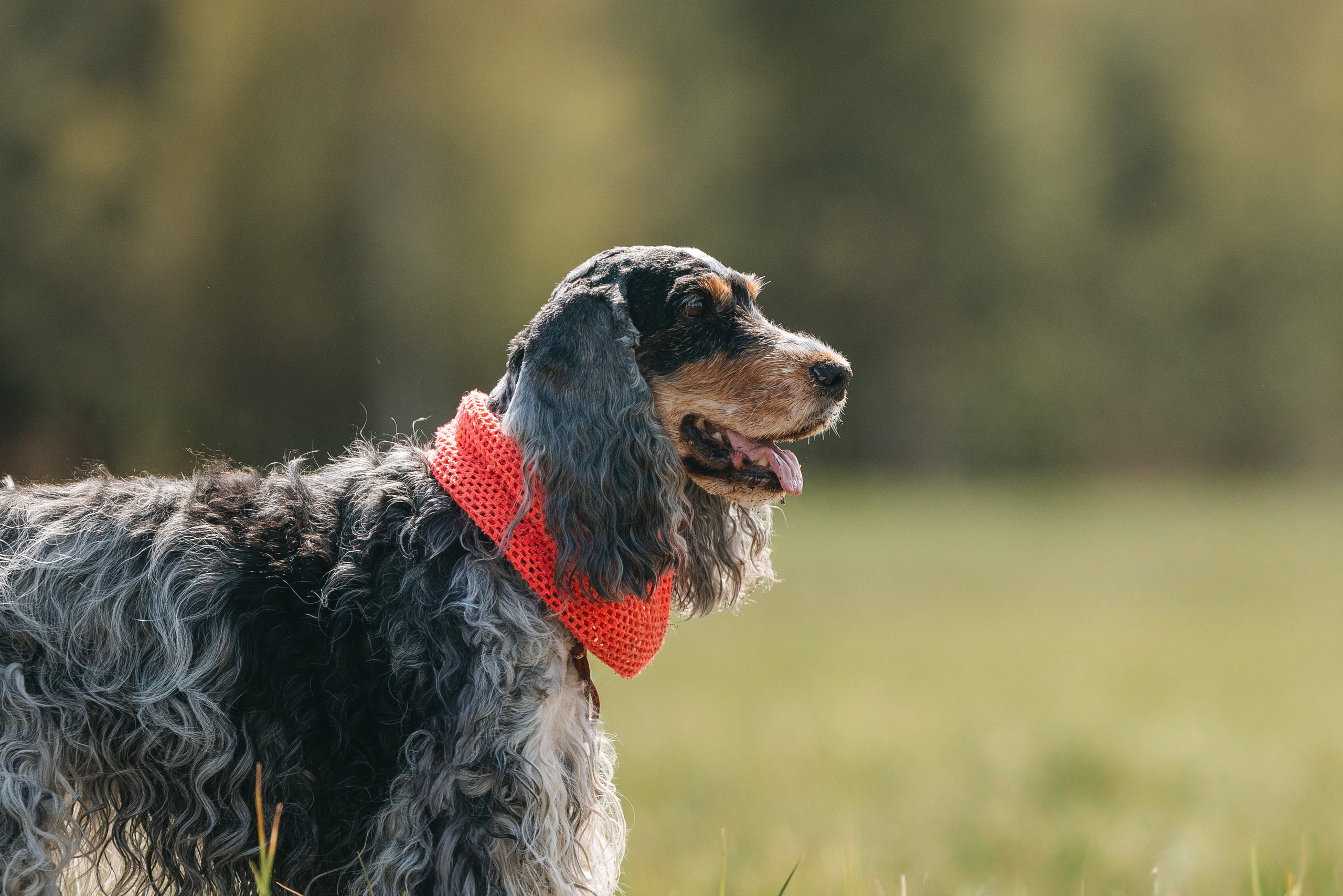 Спанимания. Фотограф анималист Осипчикова Мария