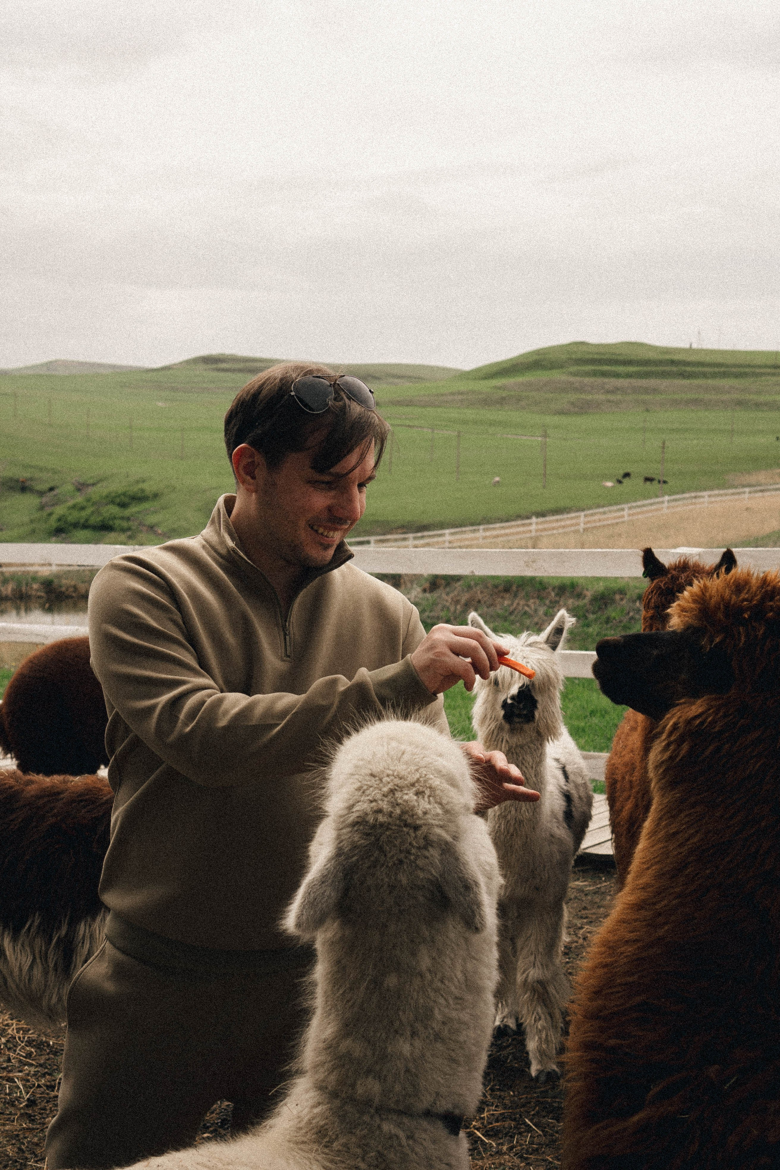 Ферма Альпак. Профессиональный фотограф, Санкт-Петербург — Виктория Богомолова