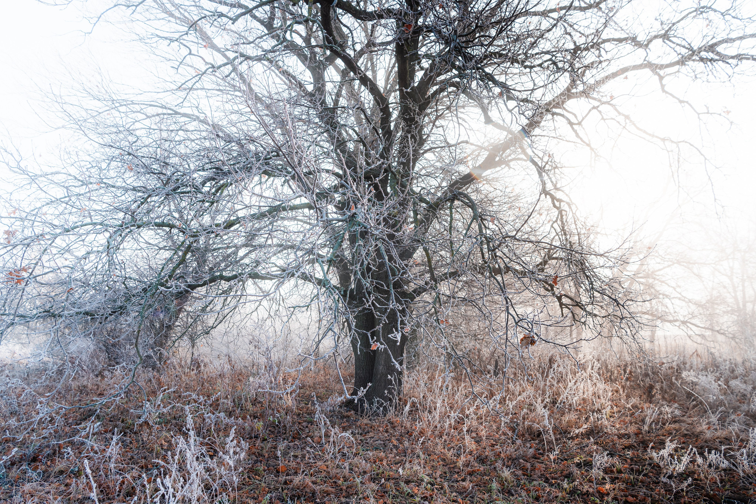 Фотографии утреннего тумана под Волжским. Фотограф в Волгограде и Волжском Александр Горбань