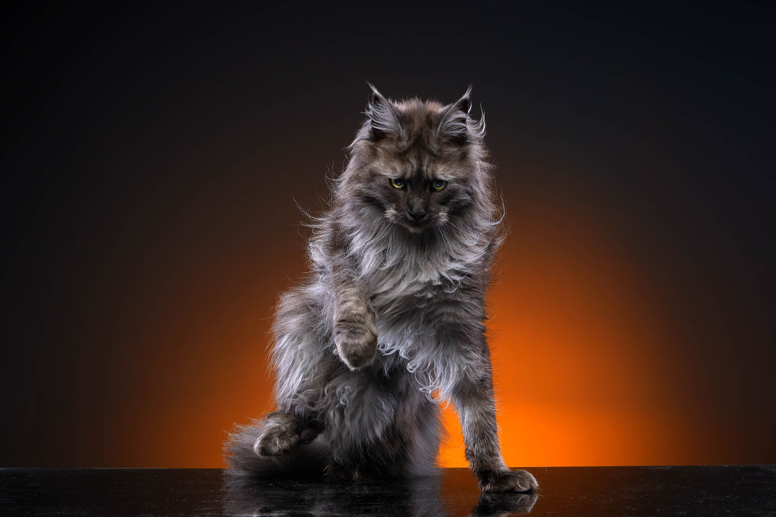 Фотопроекты и съемки на природе, с лошадьми, самолетами и авто. Выездная фотосессия. Фотограф, фотопроекты Михаила Семенова в Ярославле. Фотошкола