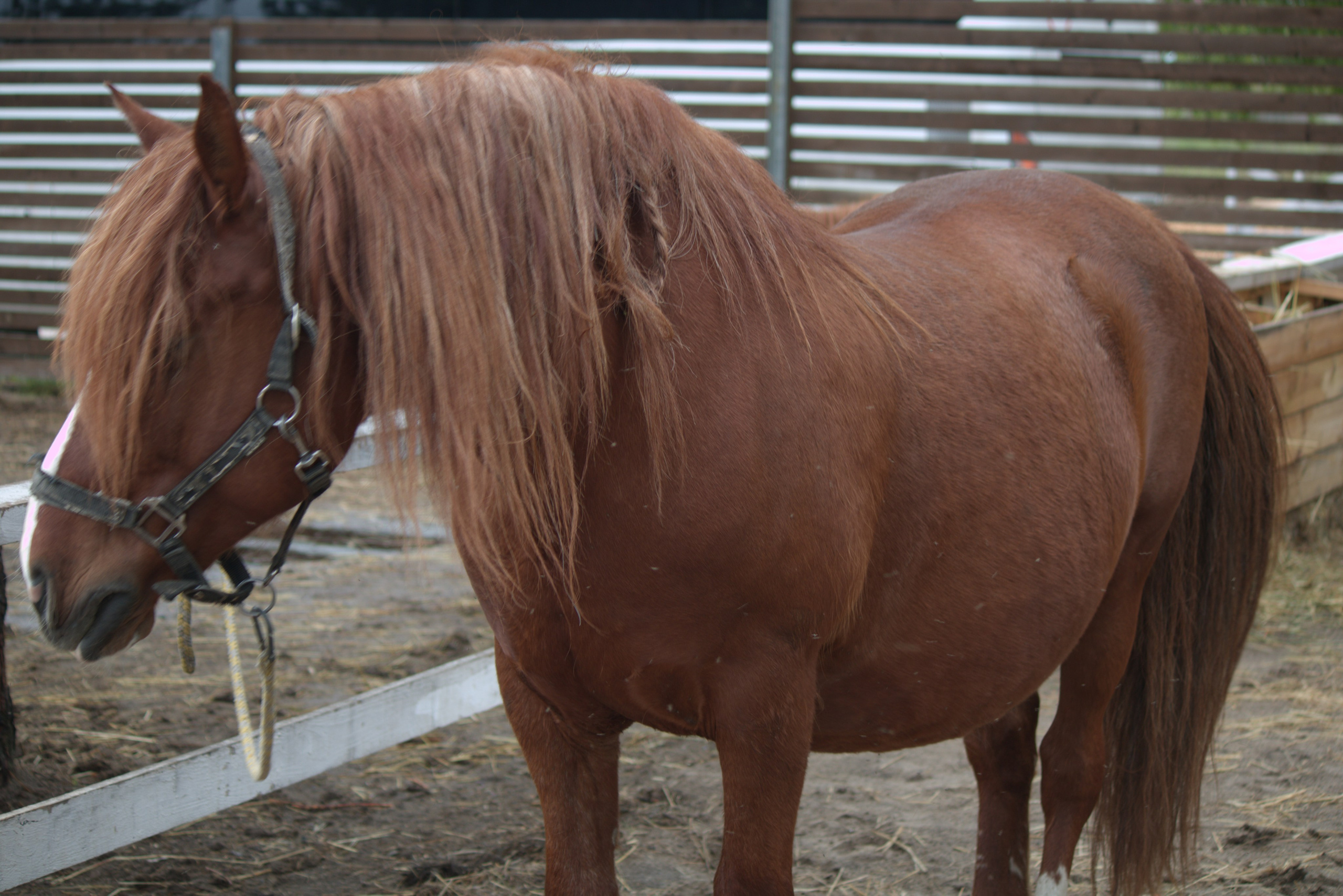 Коричневый конь