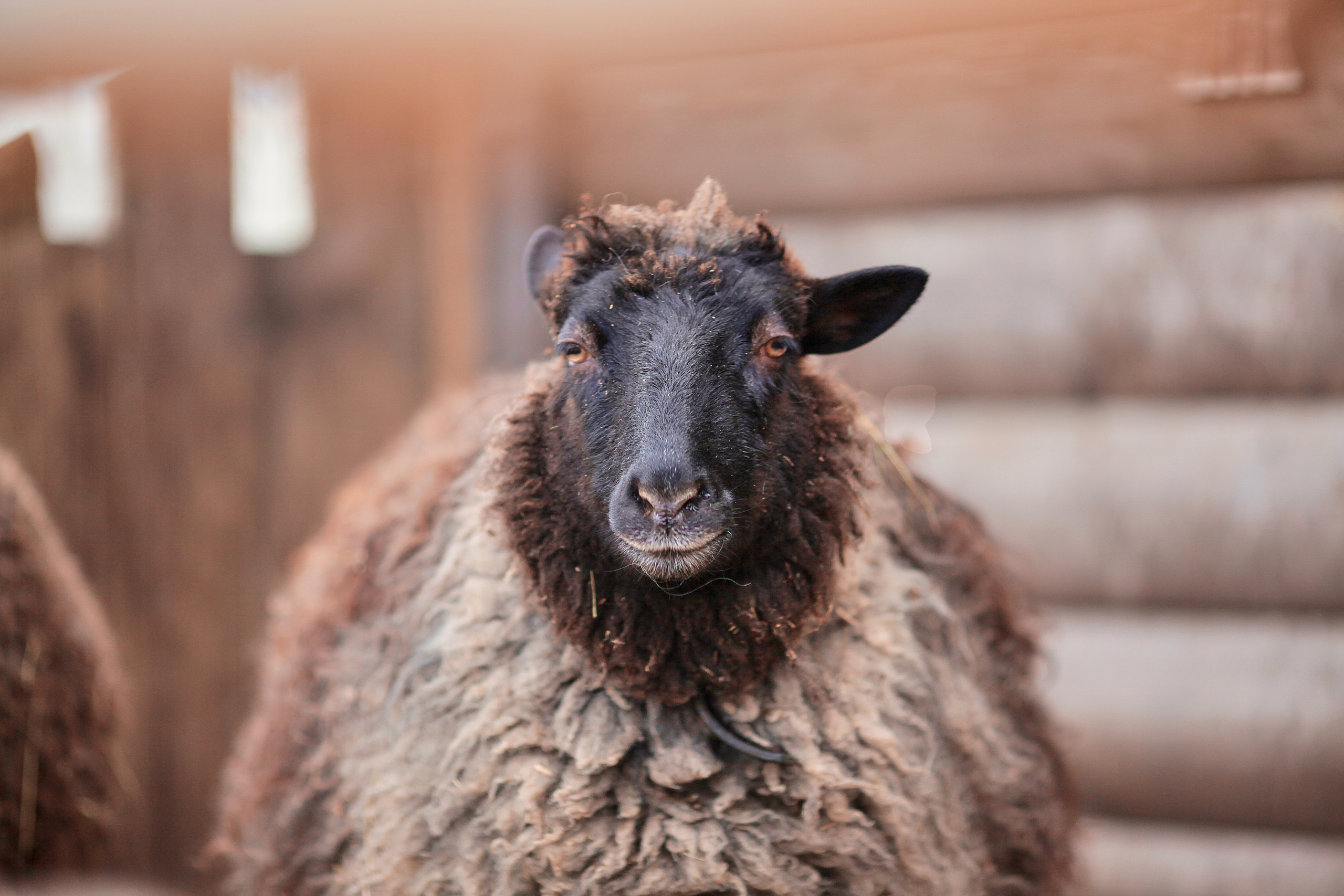 Детская фотография. Семейный фотограф Толстикова Кристина