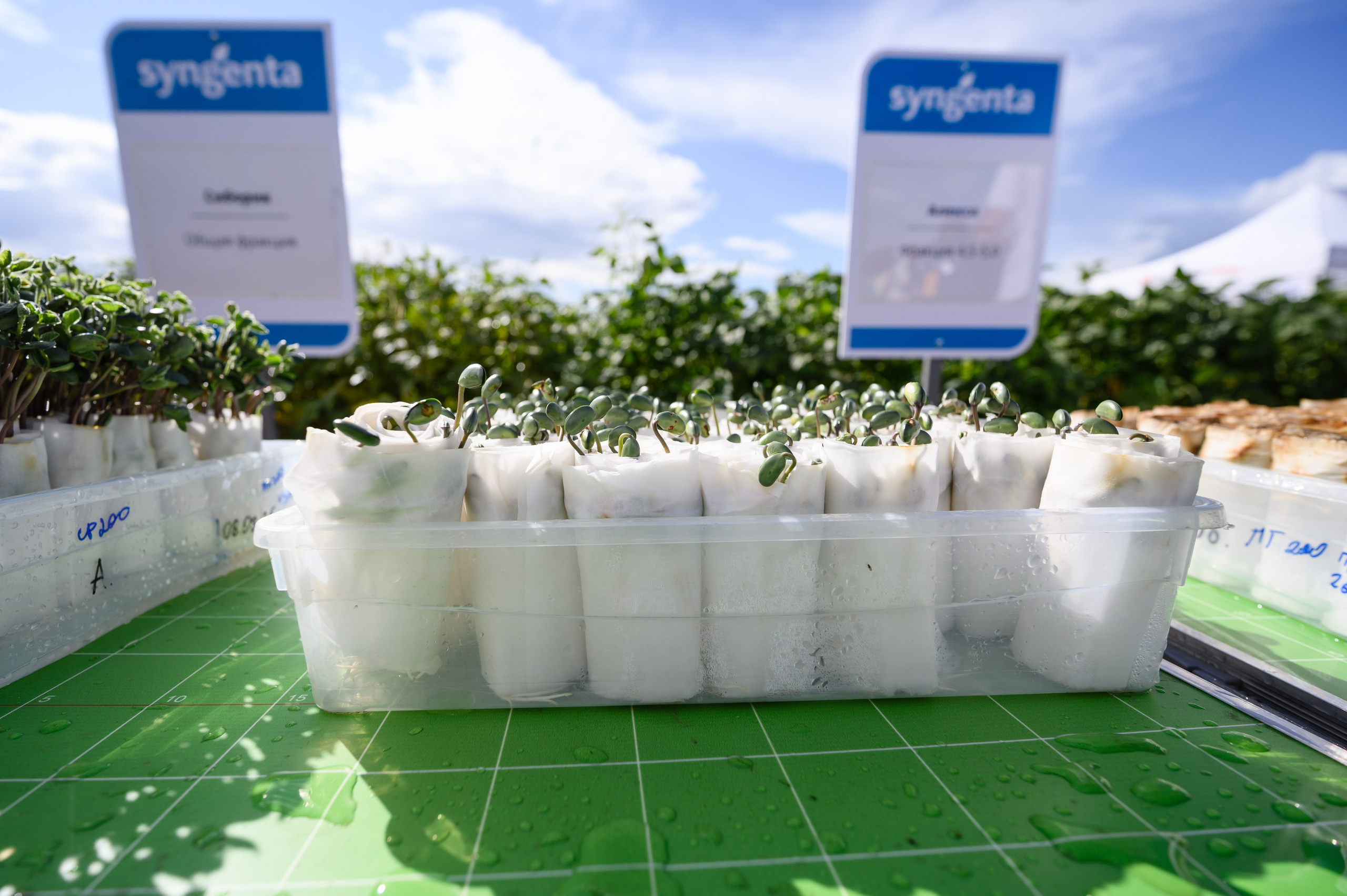 Проекты. Профессиональный фотограф Вячеслав Плацында | Липецк |