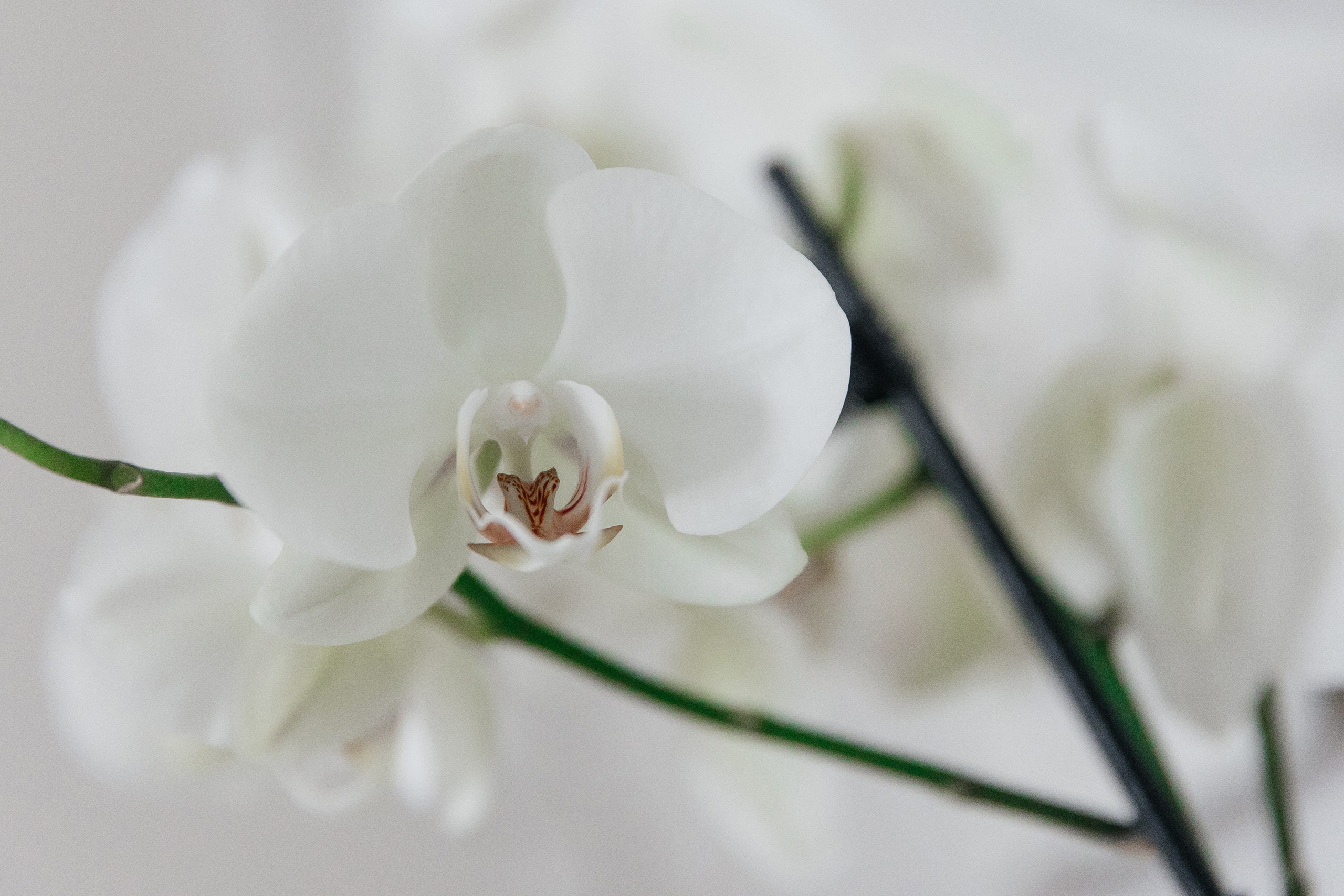 Валентин и Юлия. Фотограф в Красноярске