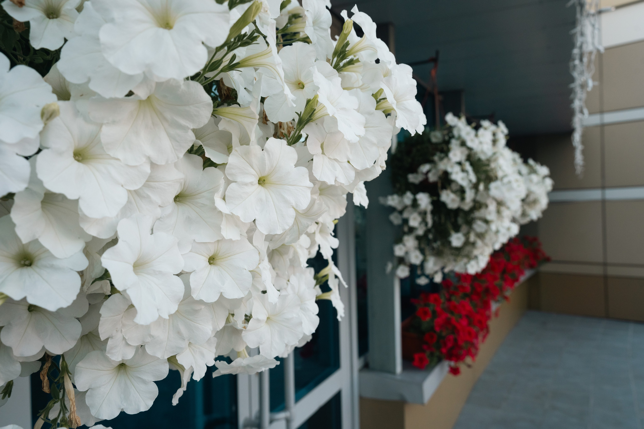 Леонид и Анастасия. Фотограф и видеограф Олег Игнатов | Свадьбы, Love Story, реклама и корпоративы — Красноярск