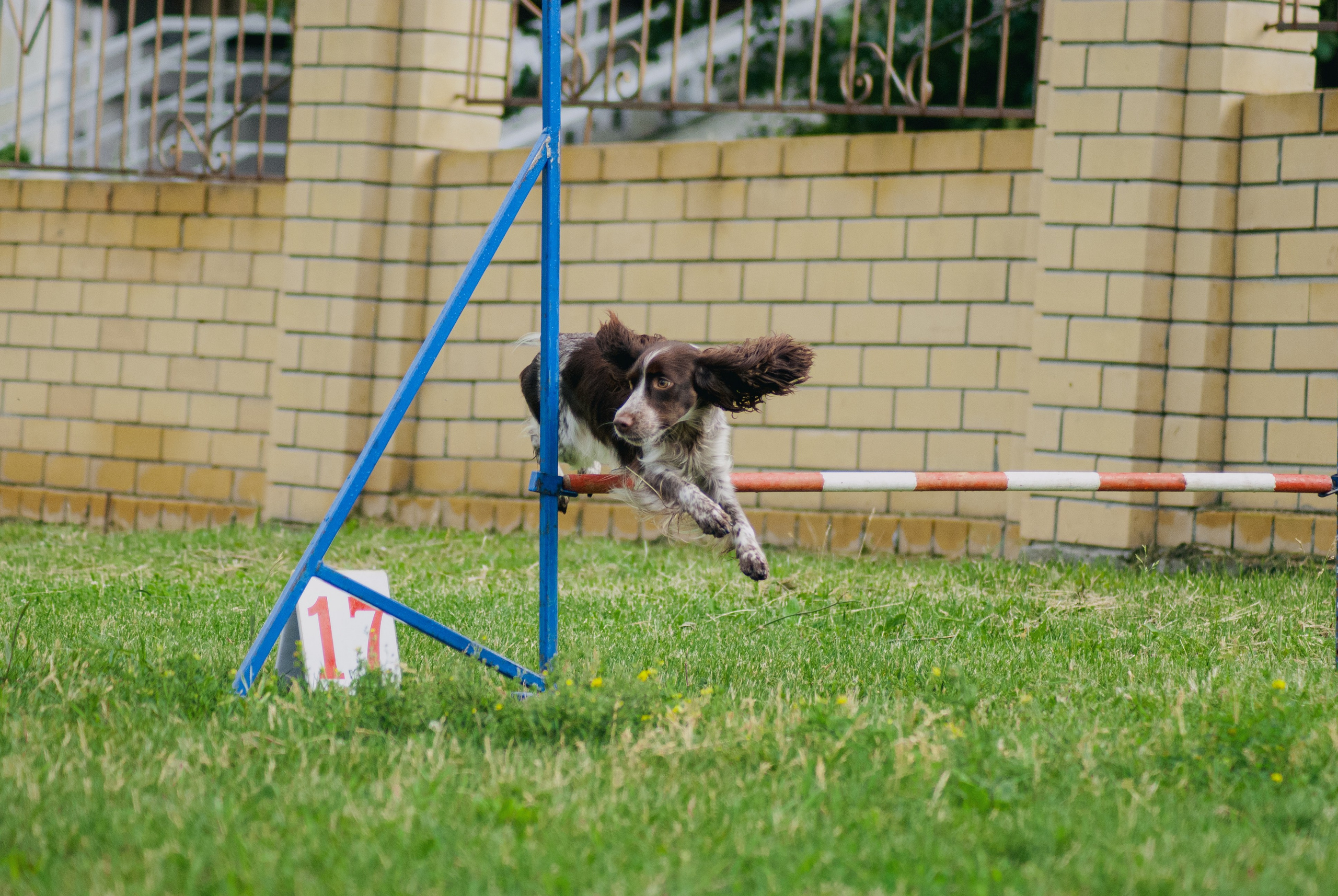 Аджилити. Фотограф в Тюмени Лизавета Сапицкая