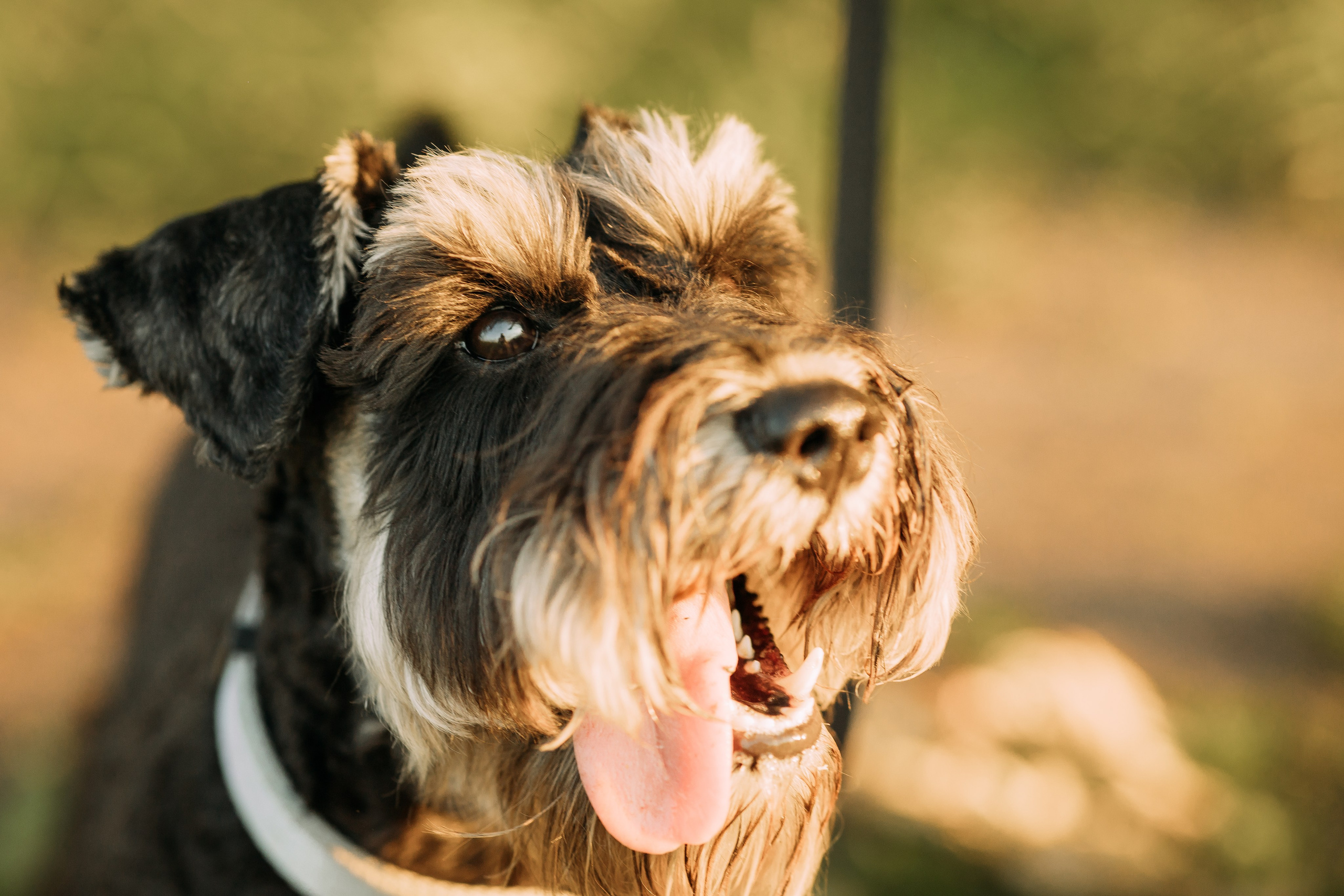 Фотопрогулка. Евгения и цвергшнауцер Ладушка. Фотограф Яна Матвеева в Ижевске