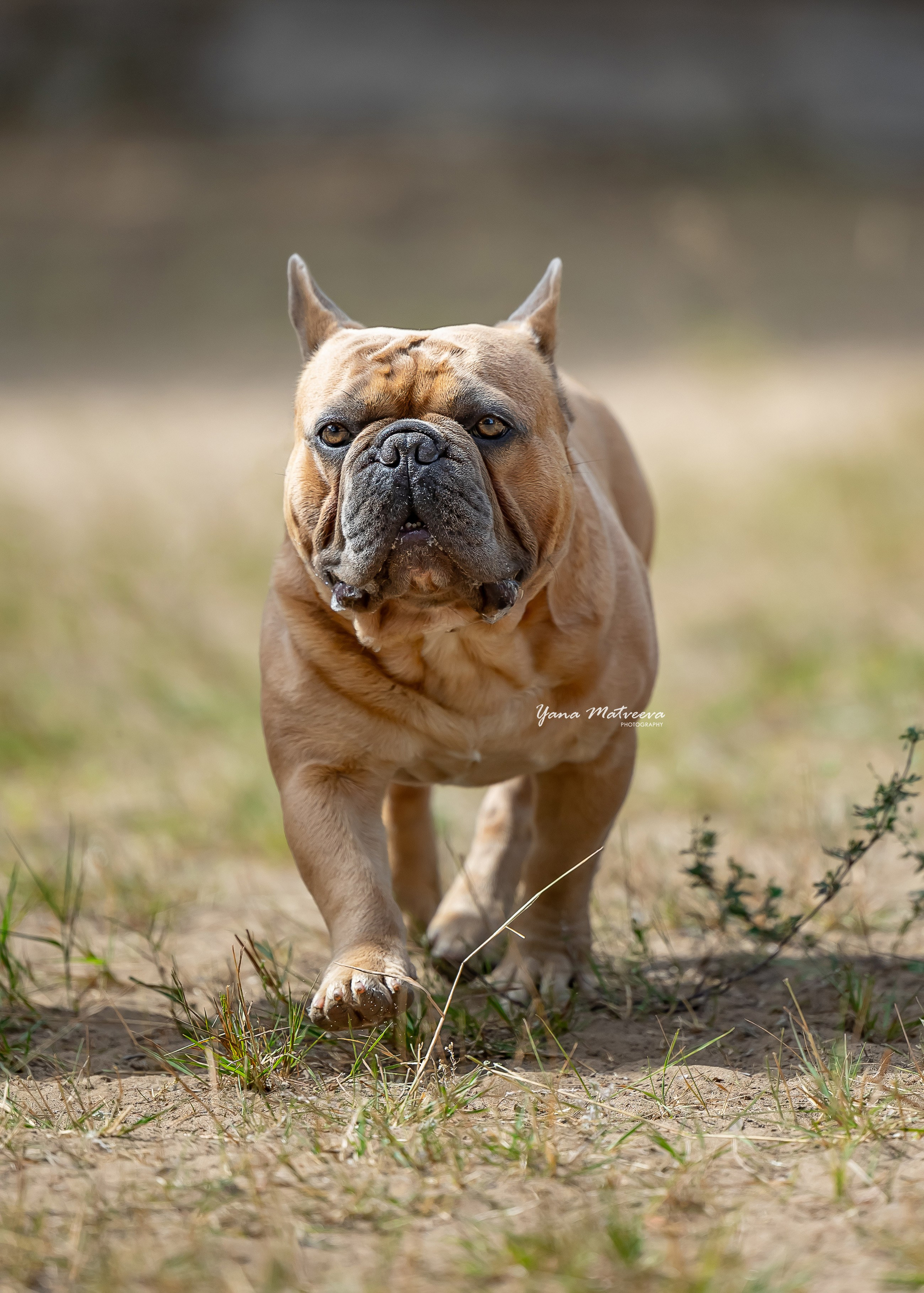 Собаки. Фотограф Яна Матвеева в Ижевске
