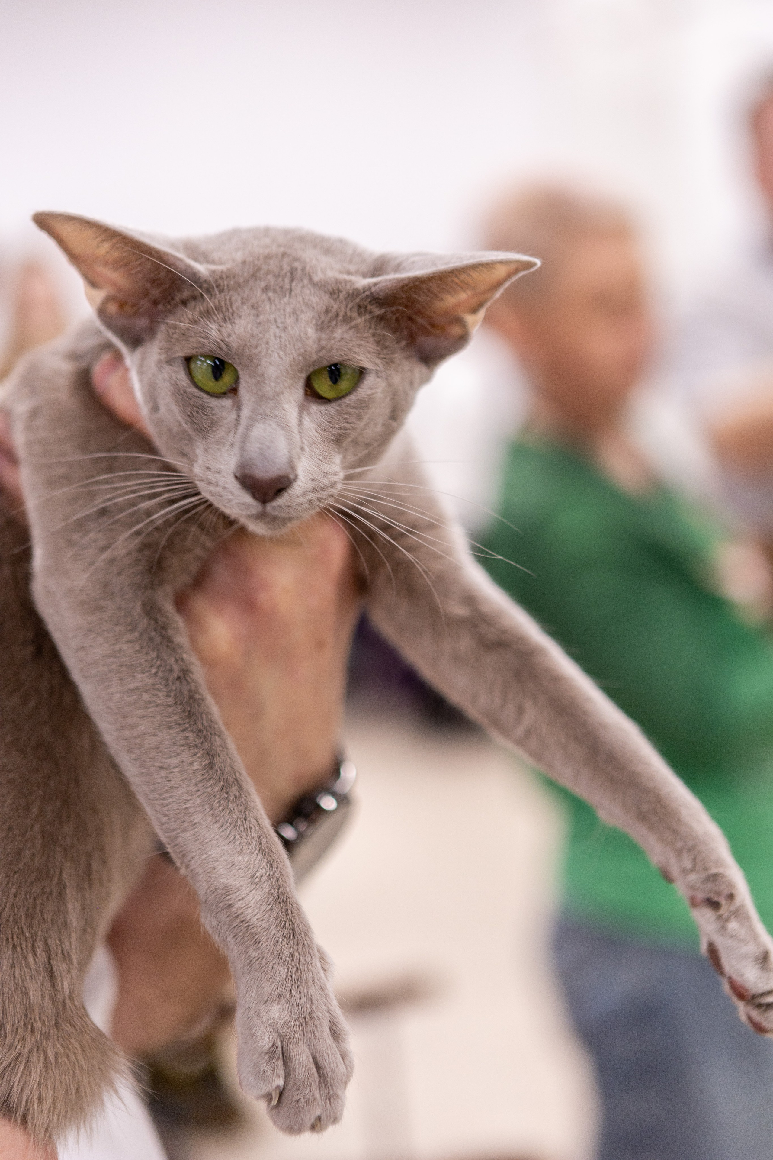 Кошки. Фотограф Яна Матвеева в Ижевске