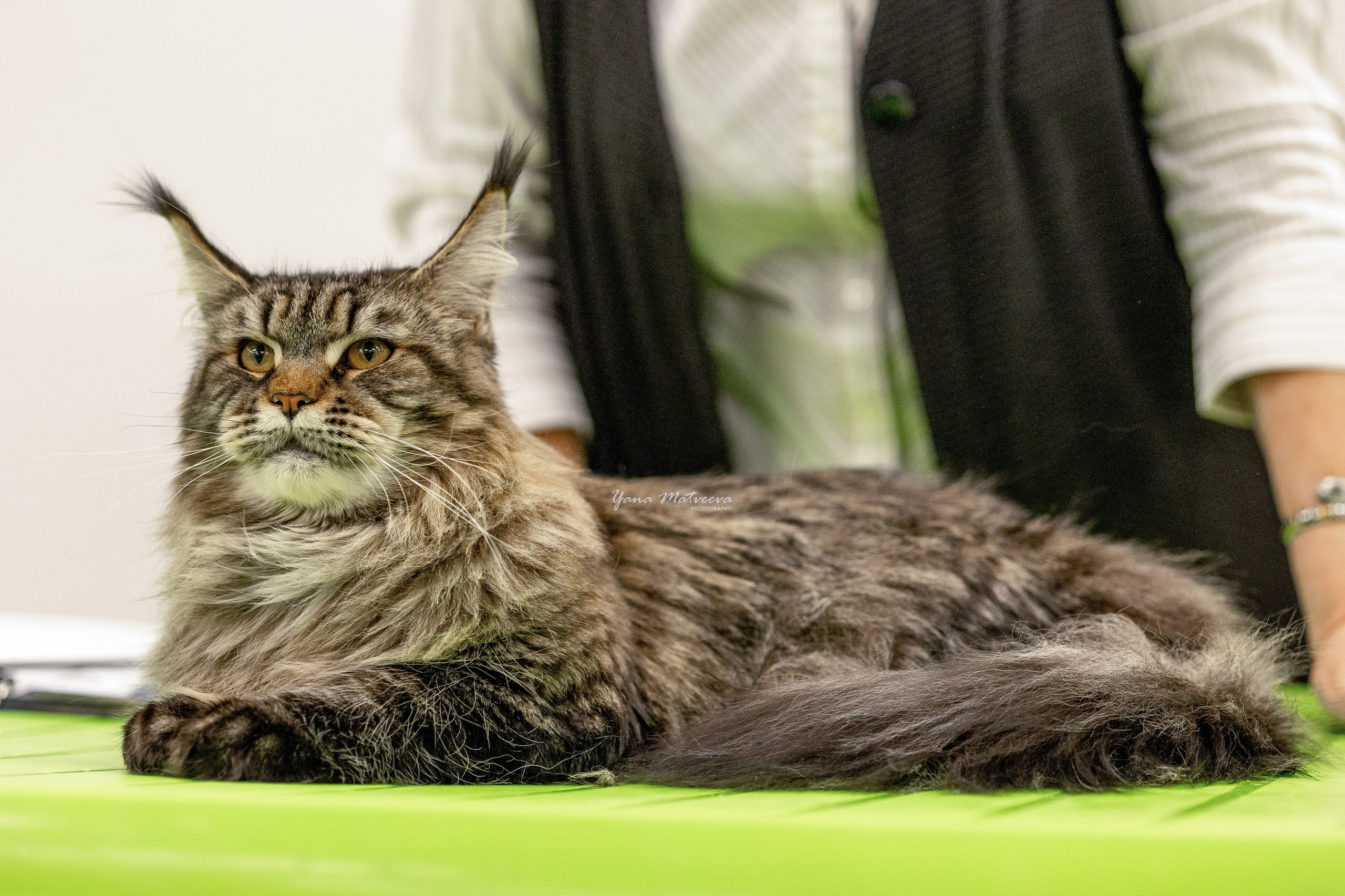 Кошки. Фотограф Яна Матвеева в Ижевске