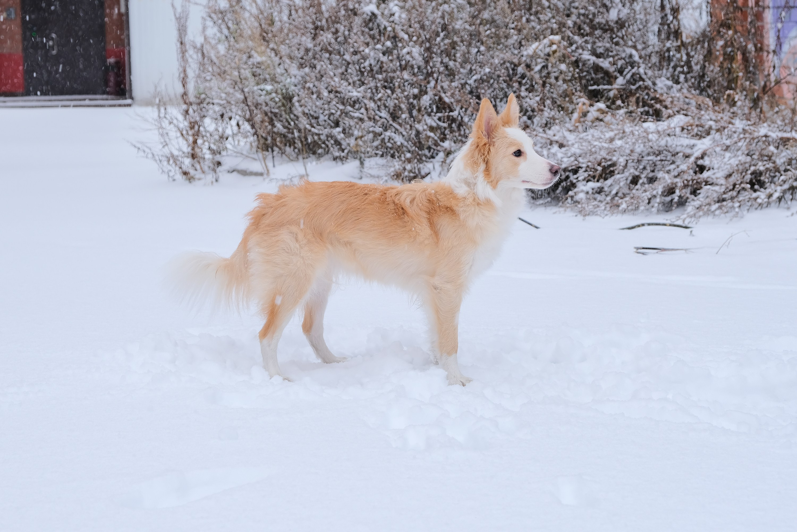 Съемка животных, собак, щенков, фото помета, портрет питомцев. Портретный и семейный фотограф в Перми Лена Лоза. Портрет для бизнеса