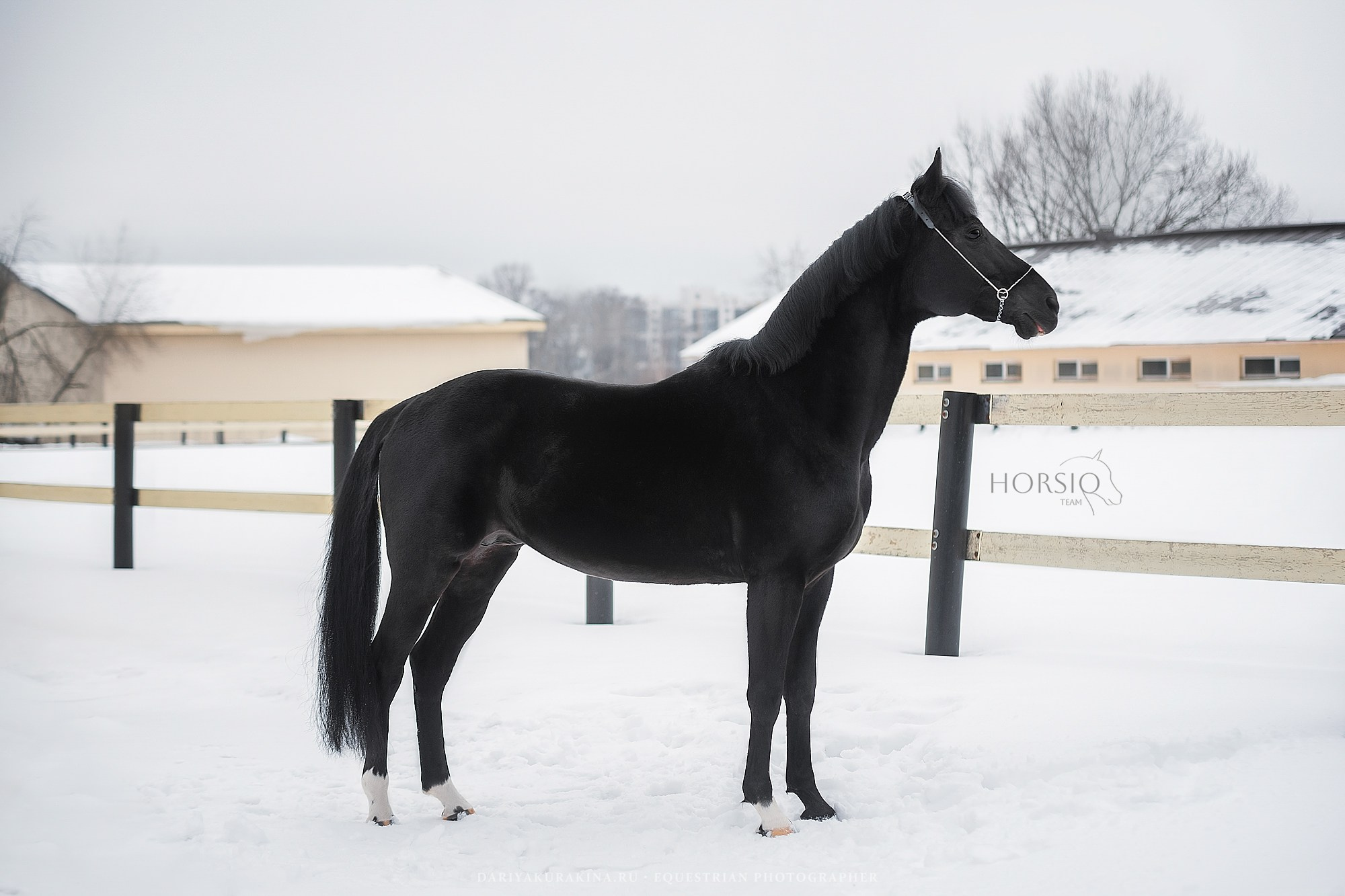 Доватор, HORSIO. Конный фотограф Куракина Дарья • Фотосессии с лошадьми