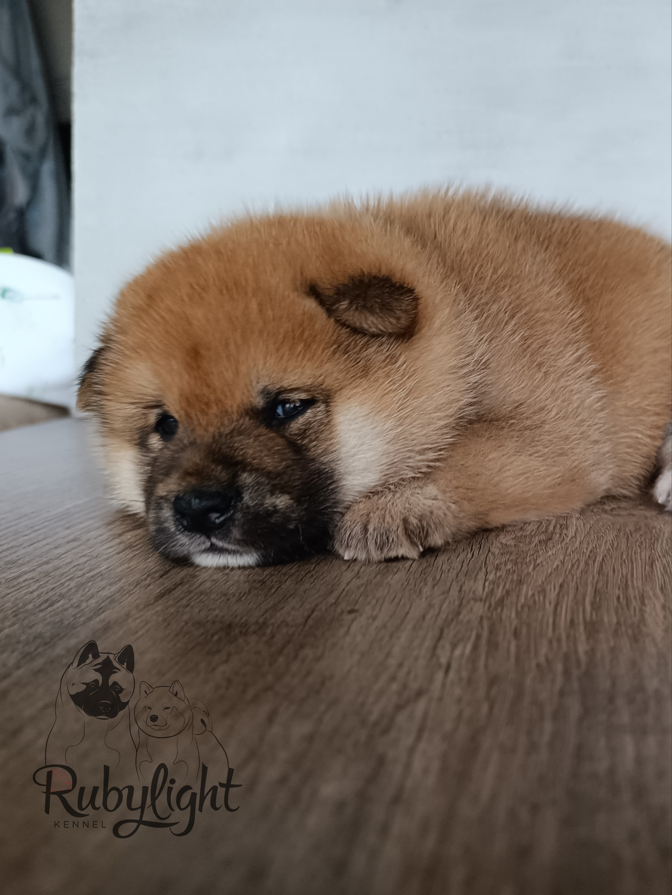 Сиба Rubylight Everest питомник Рубилайт 