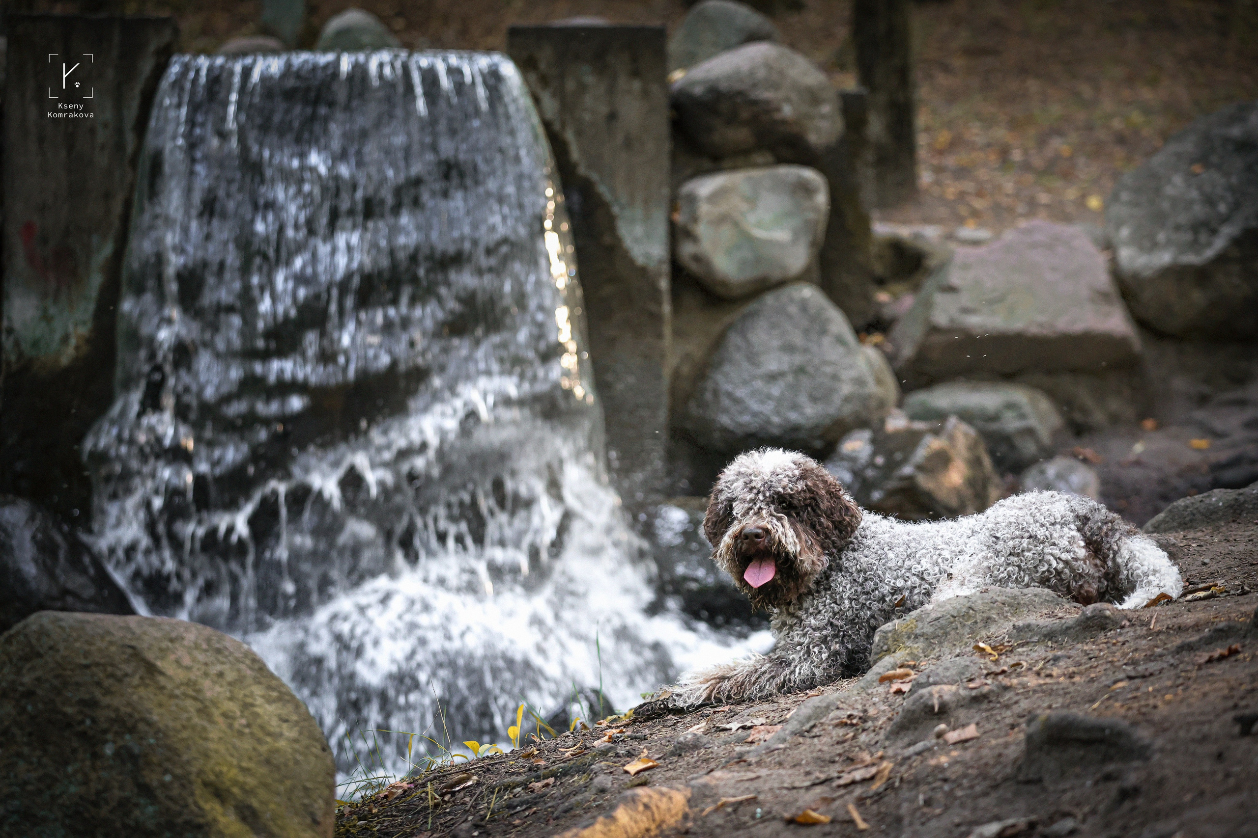 Съемка собак. Анималистика. Репортаж. Индивидуальная съемка