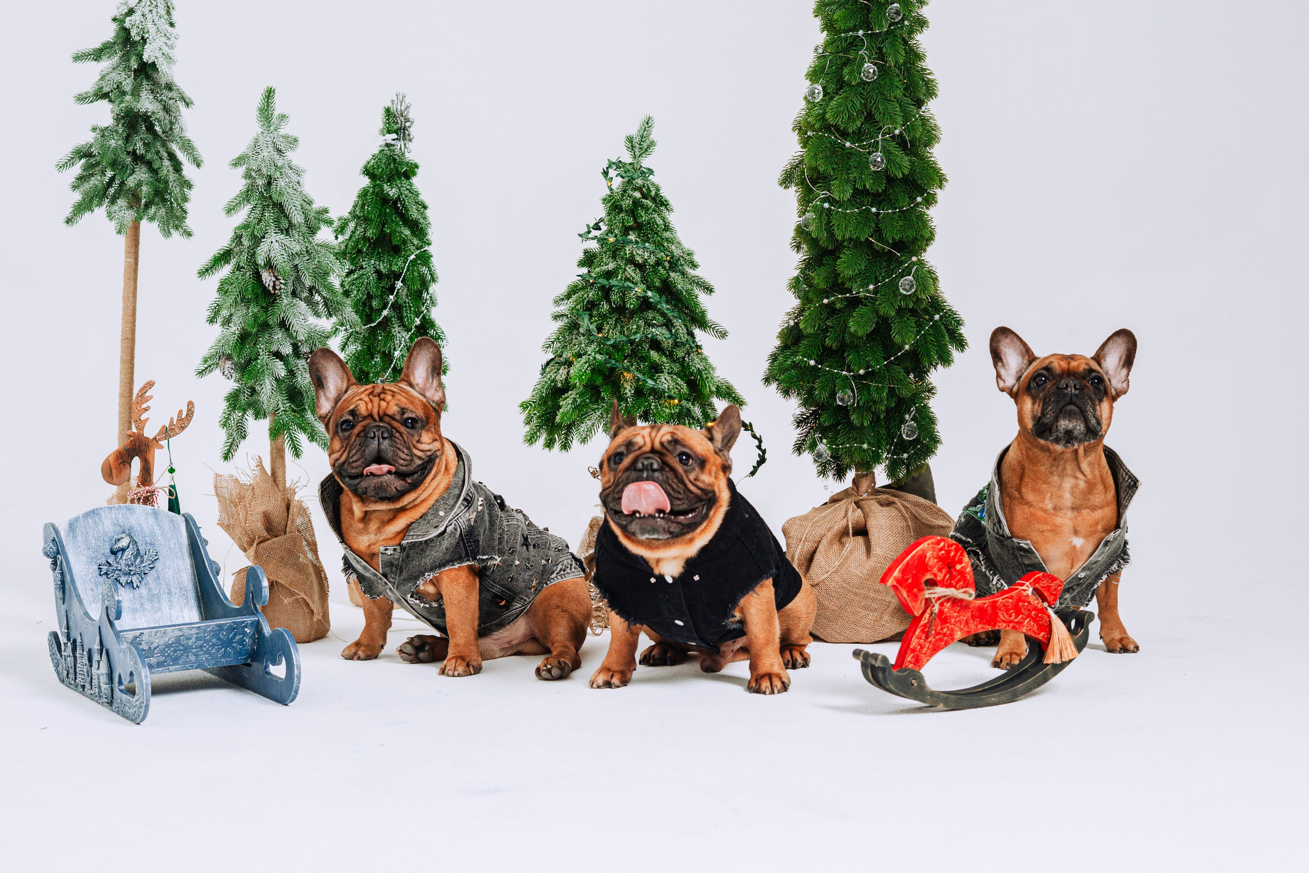 Бульвстреча 2025. Фотограф-анималист Татьяна Степанова